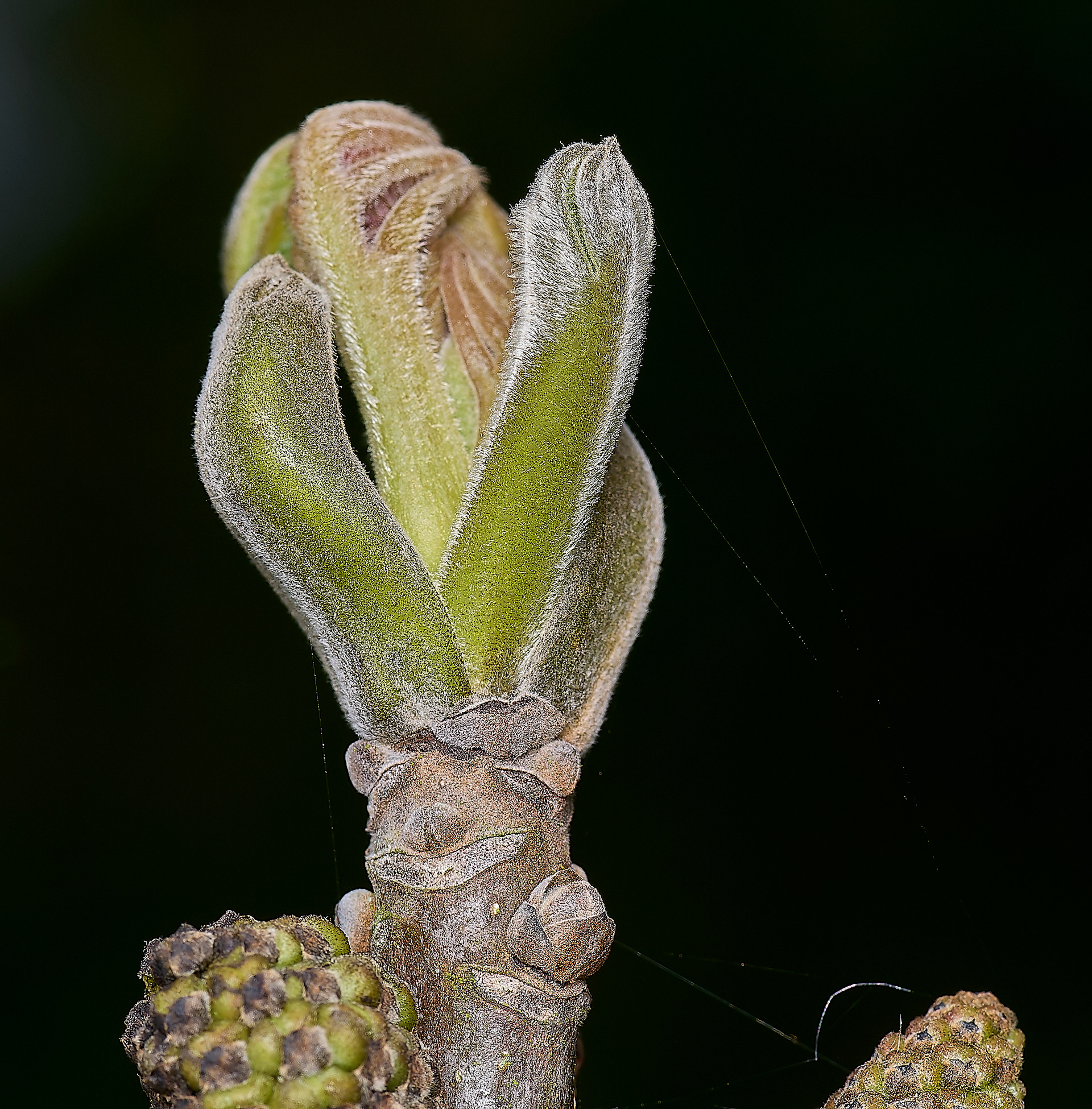 Walnut buds (Juglans regia)
