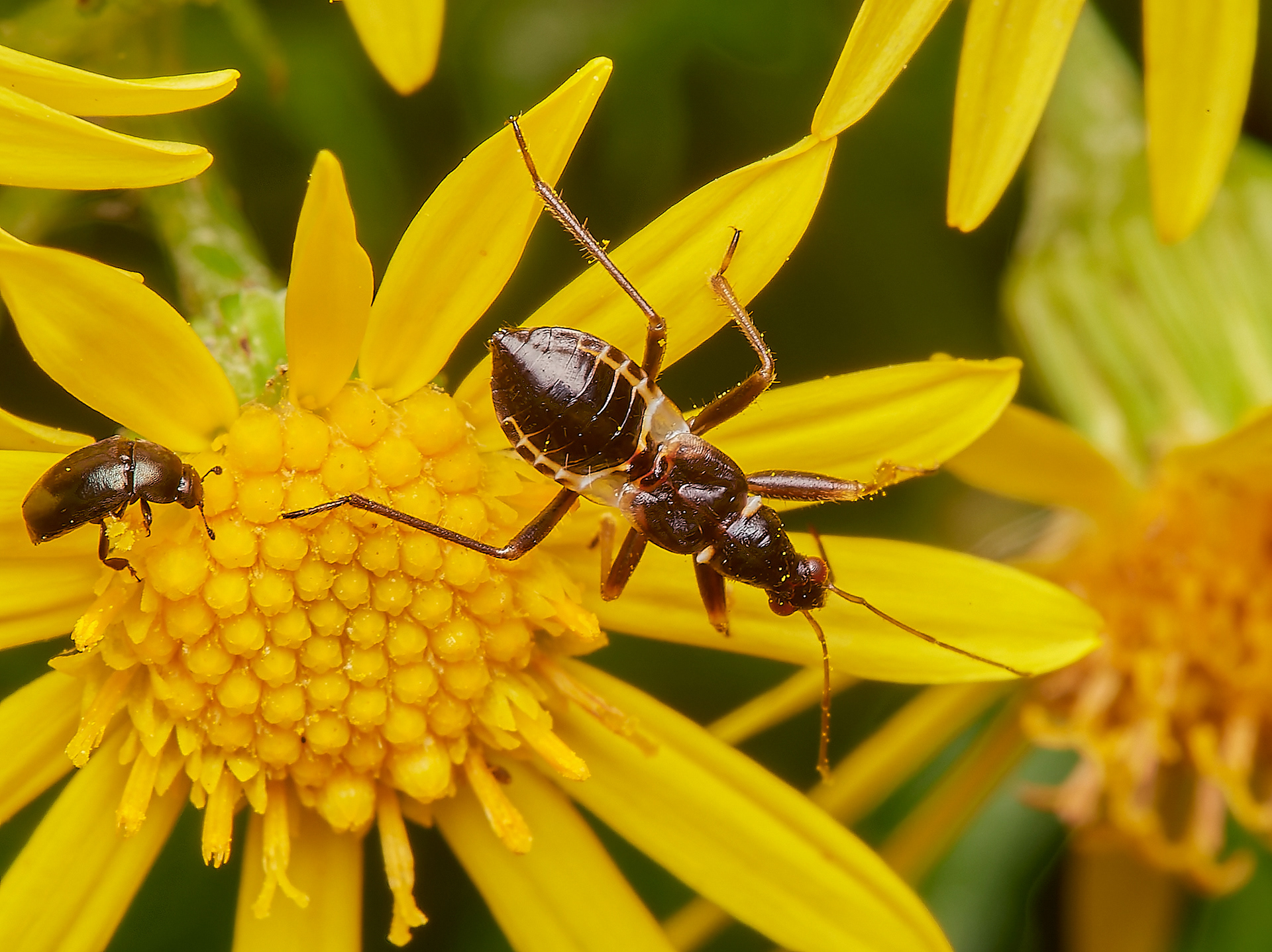 Ant Damsel Bug (Nymph) (Hymacerus mirmicoides) Broadland Country Park