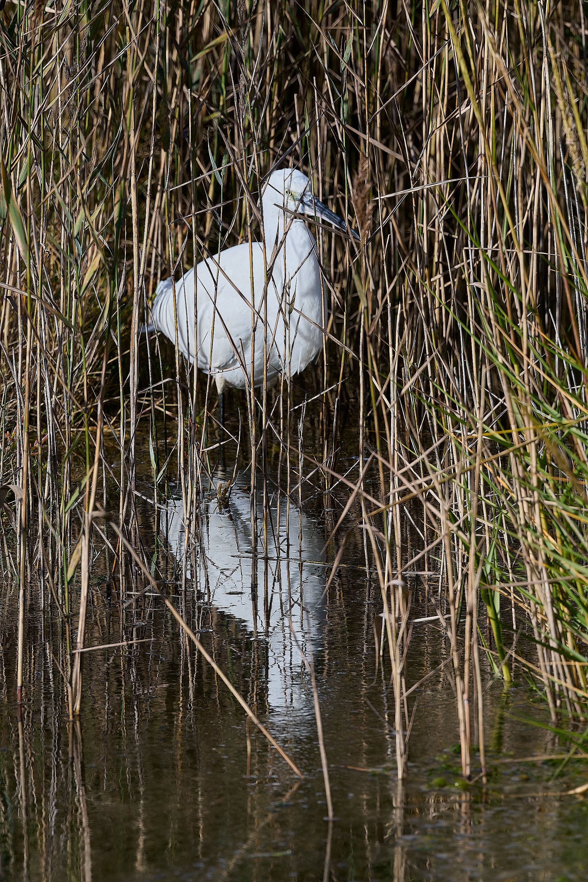 Little Egret (Egretta garzetta)