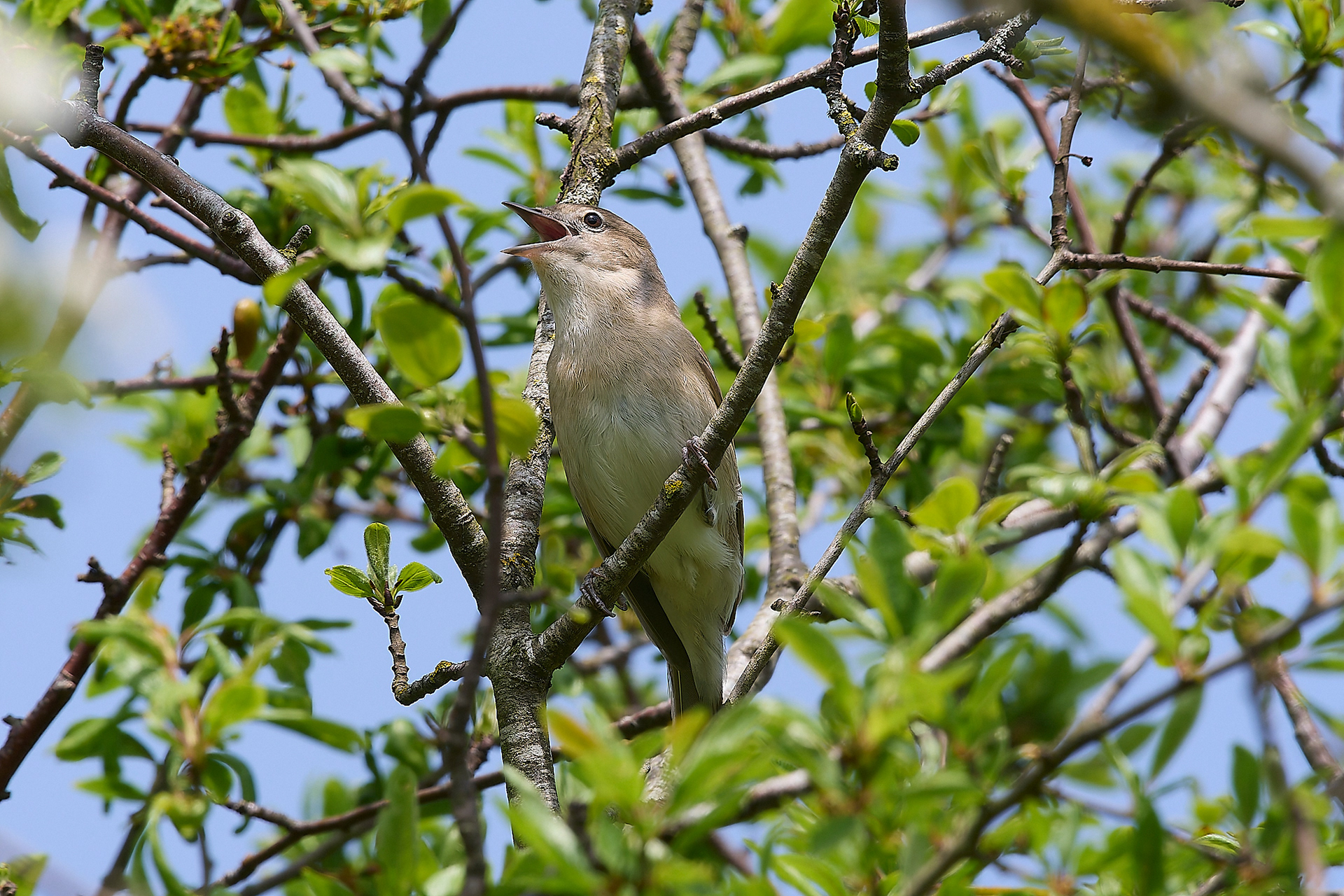 Garden Warbler (Sylvia borin)