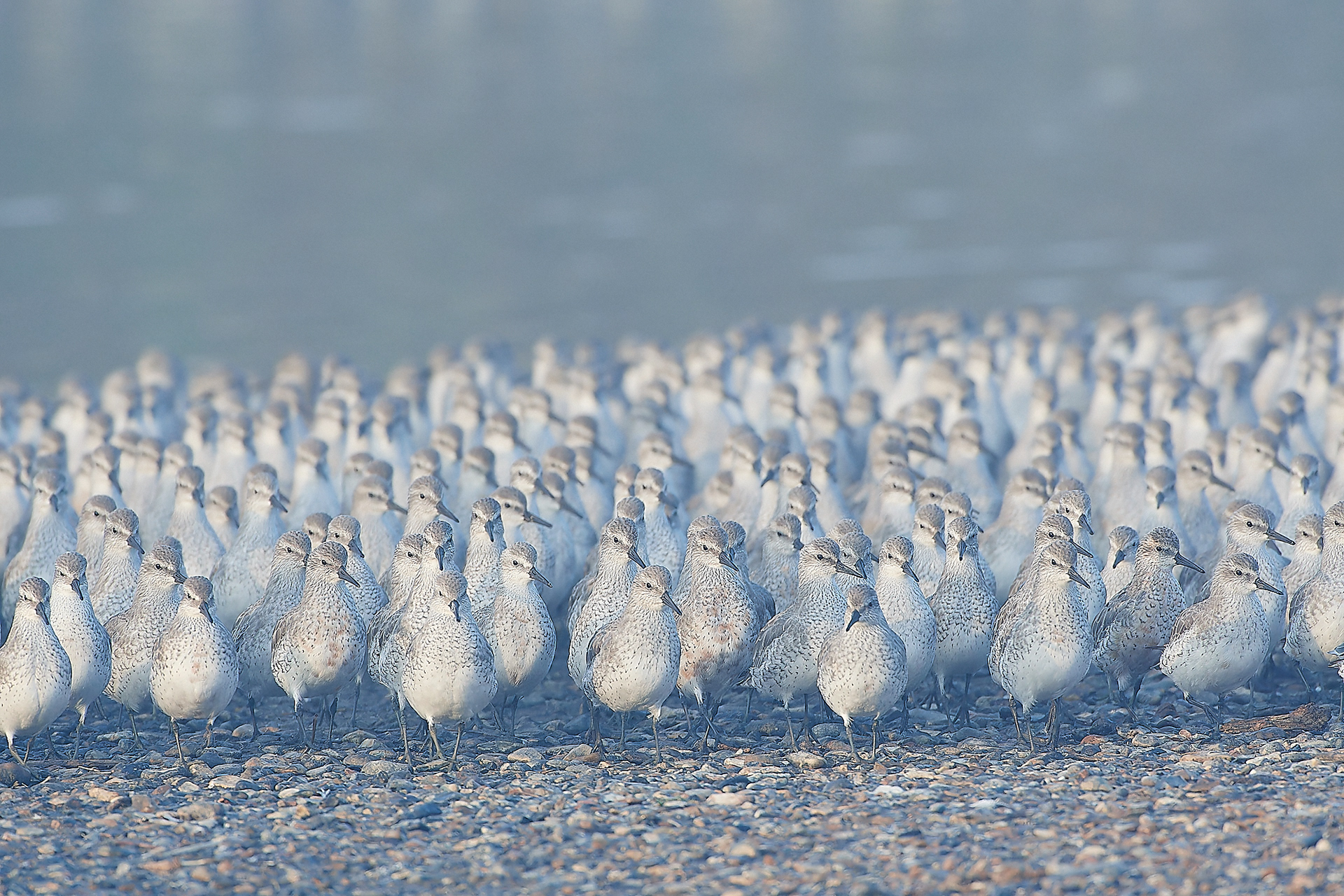 Assembled Knot (Calidris canutus)
