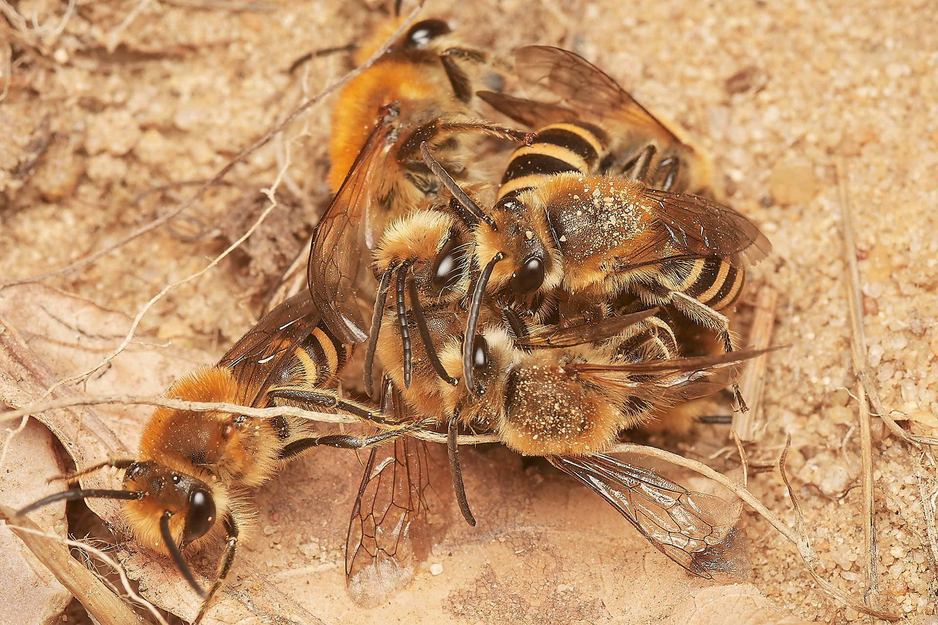Ivy Bee (Colletes hederae) Felmingham Cutting