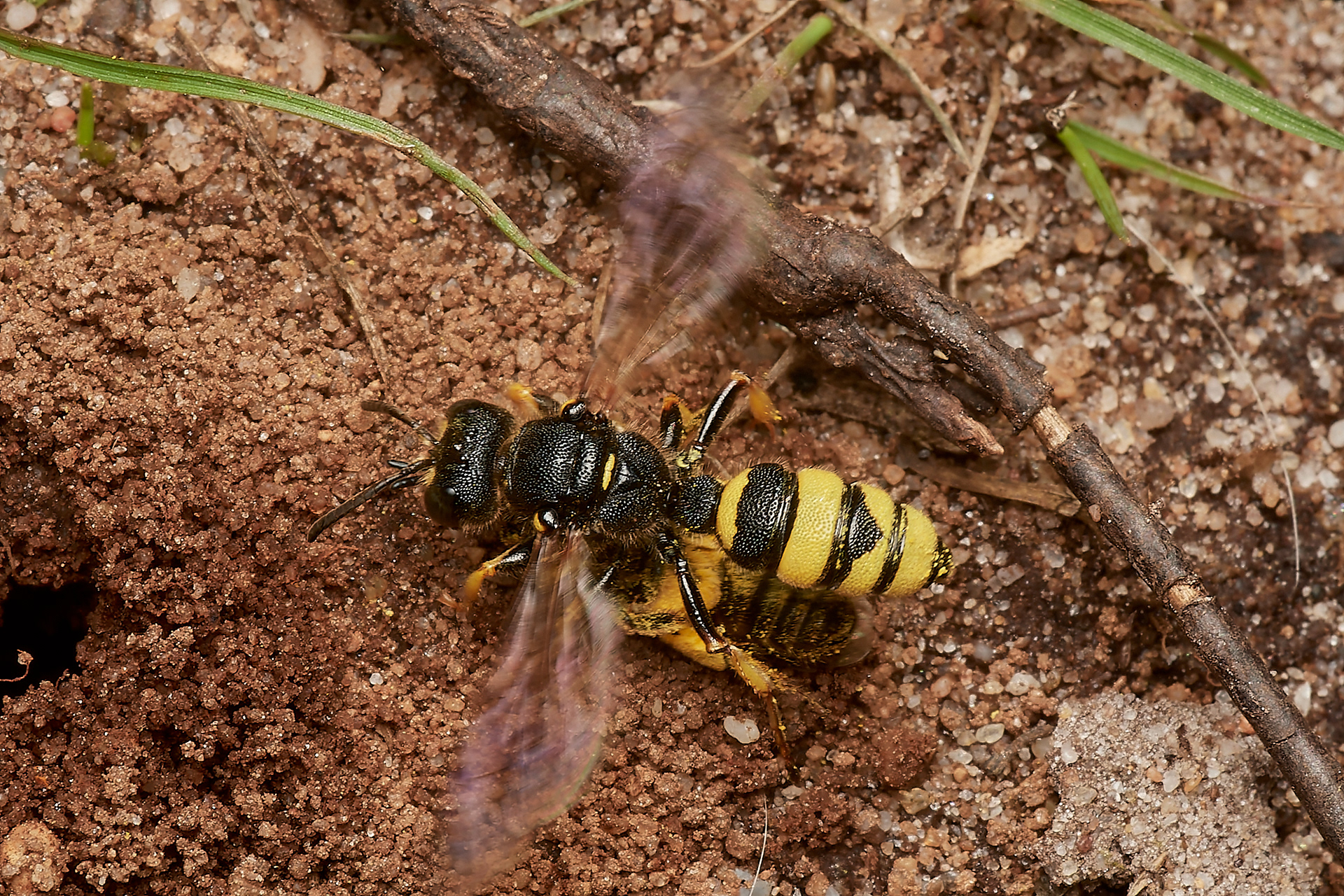 Ornate-tailed Digger Wasp♀︎ (Cerceris rybyensis) Broadland Country Park