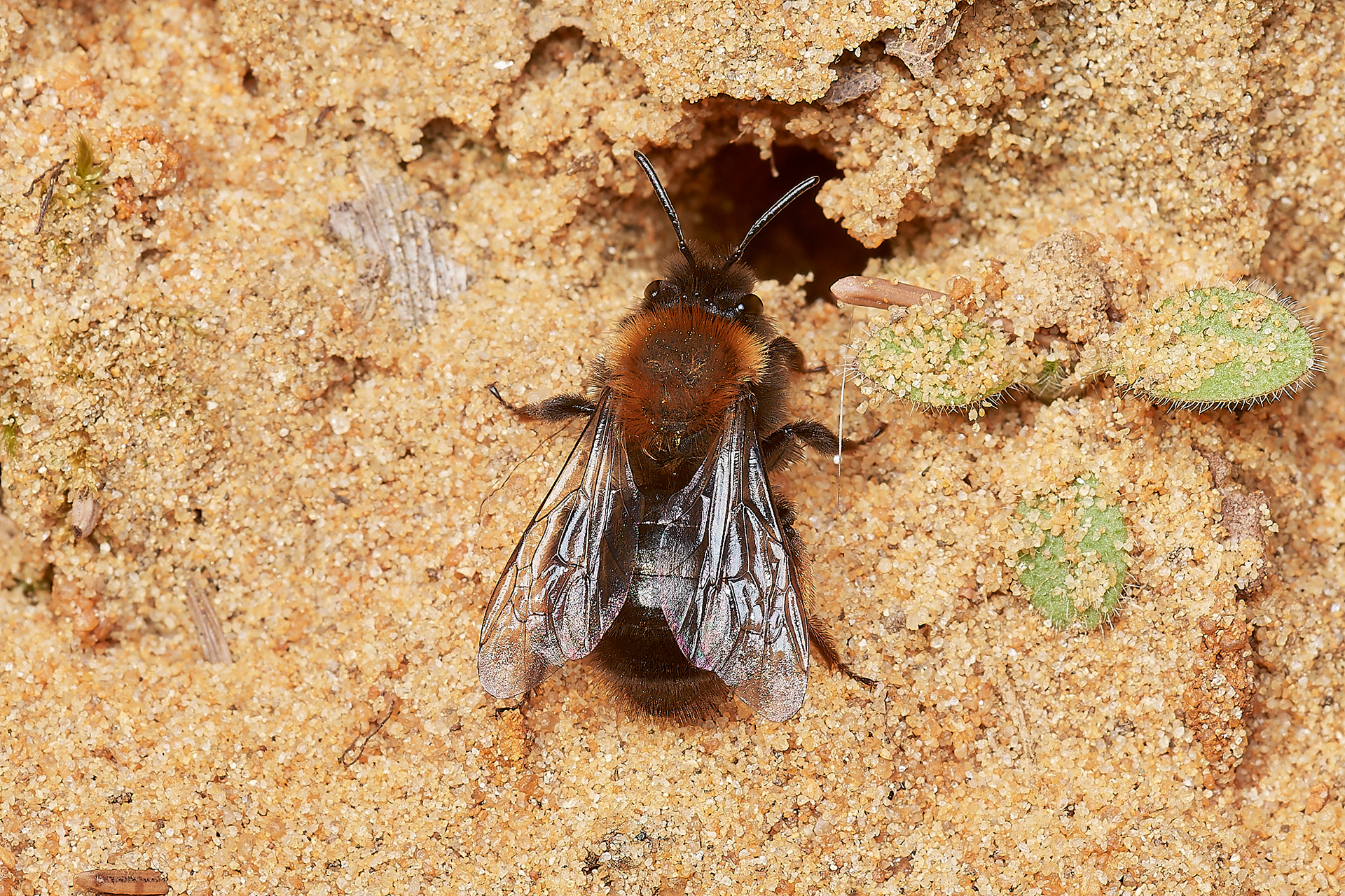 Clark's Mining Bee ♀︎(Andren clarkella) Strumpshaw 03/23