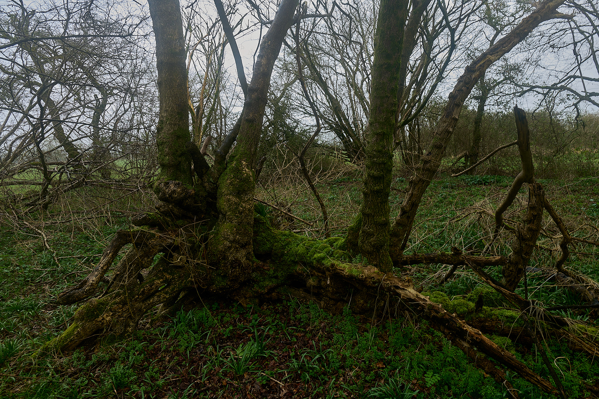 Filed Maple (Acer campestris)