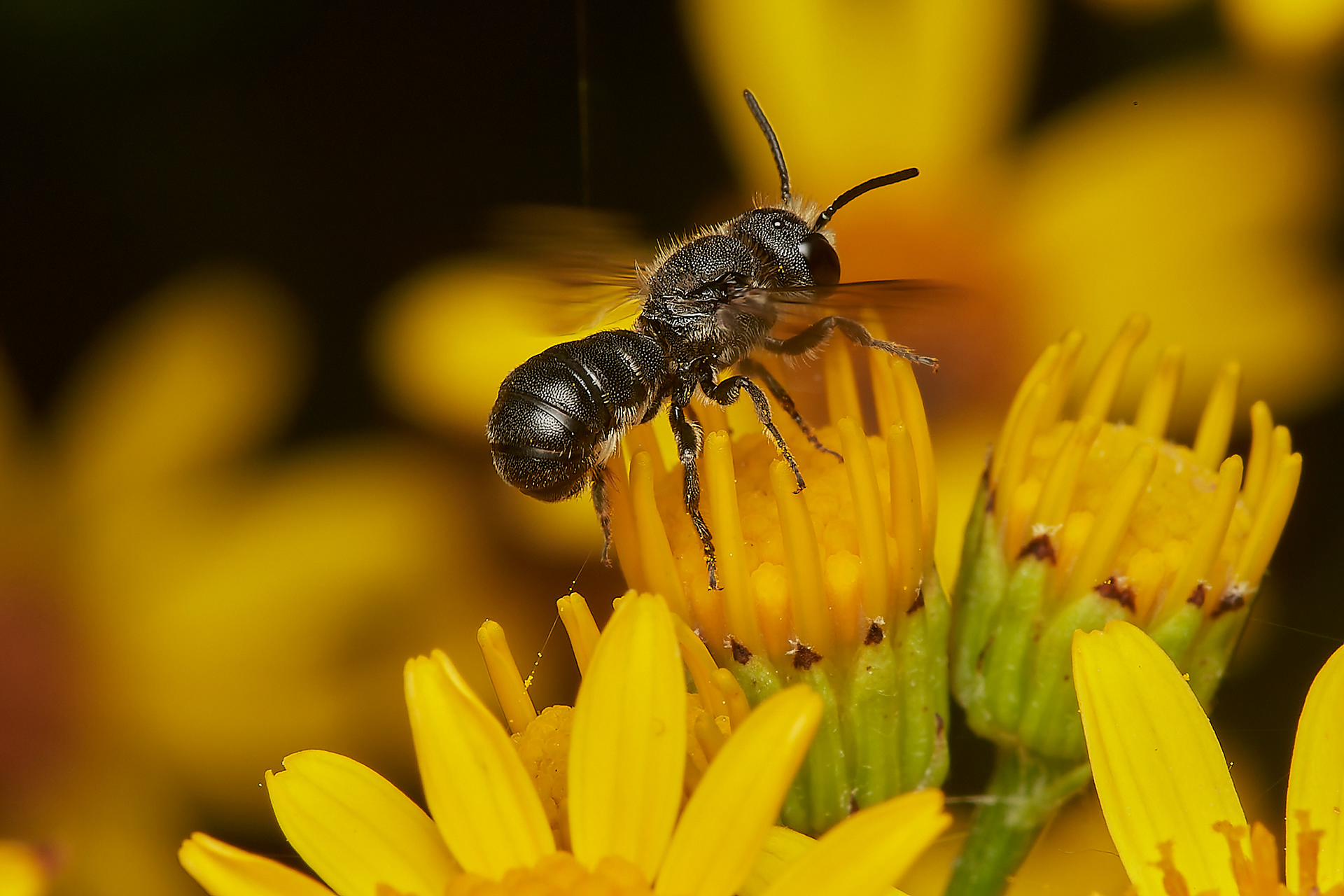 Large-headed Resin Bee ♂︎ (Heriades truncorum) A Norwich garden