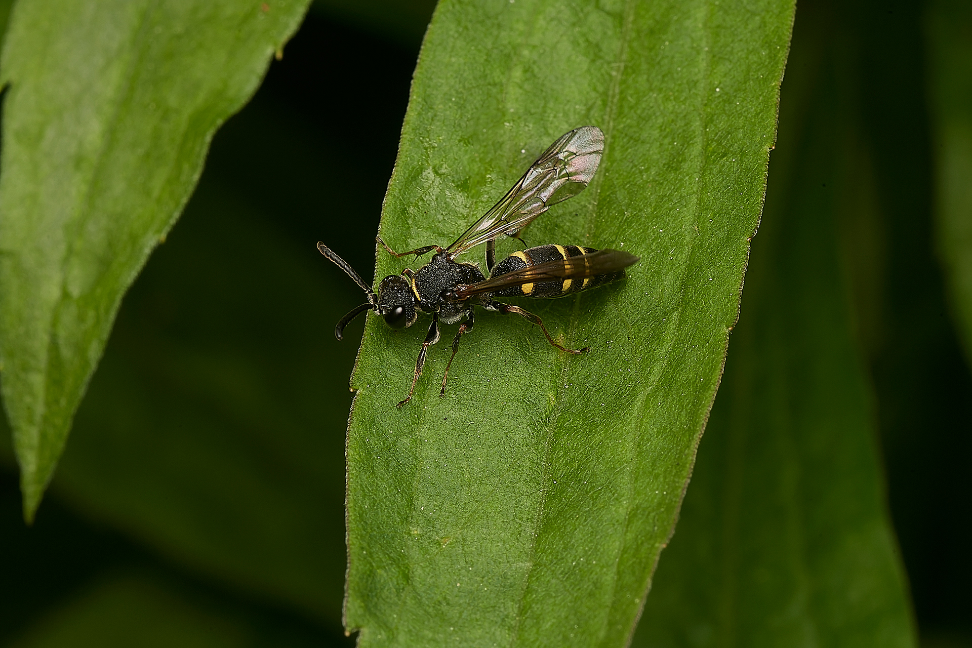 Spiny-saddled Wasp Cuckoo (Nysson spinosus) Hanworth