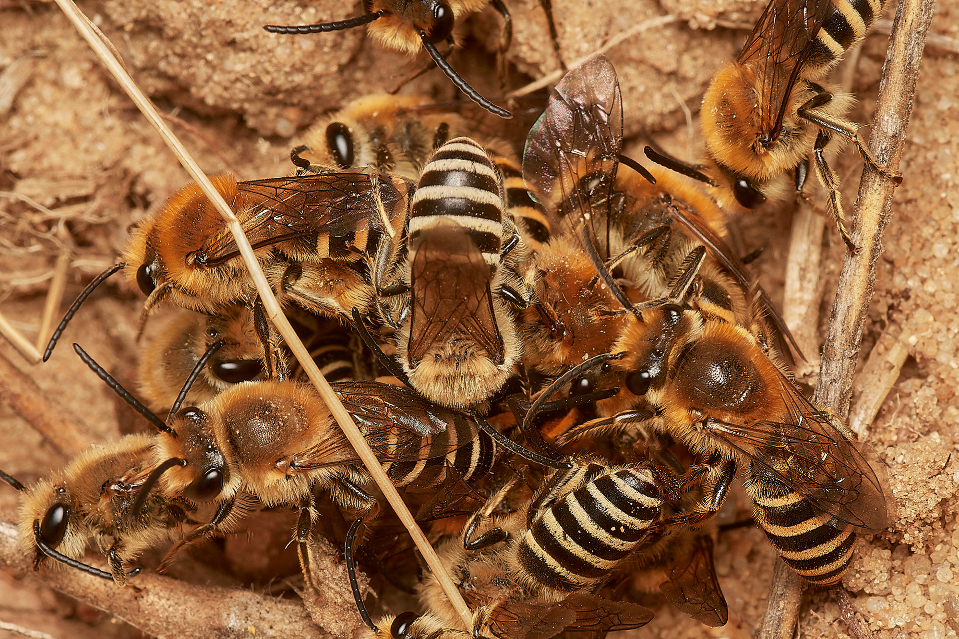 Ivy Bee (Colletes hederae) Felmingham Cutting