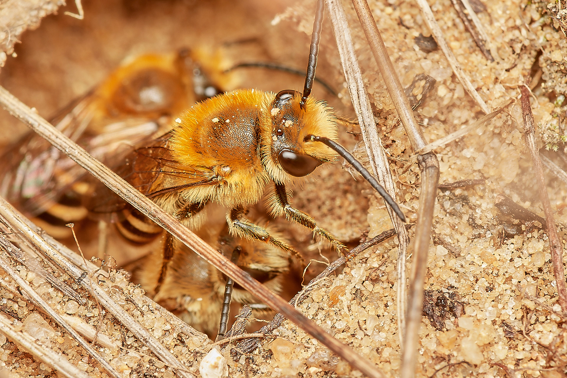 Ivy Bee (Colletes hederae) Felmingham Cutting