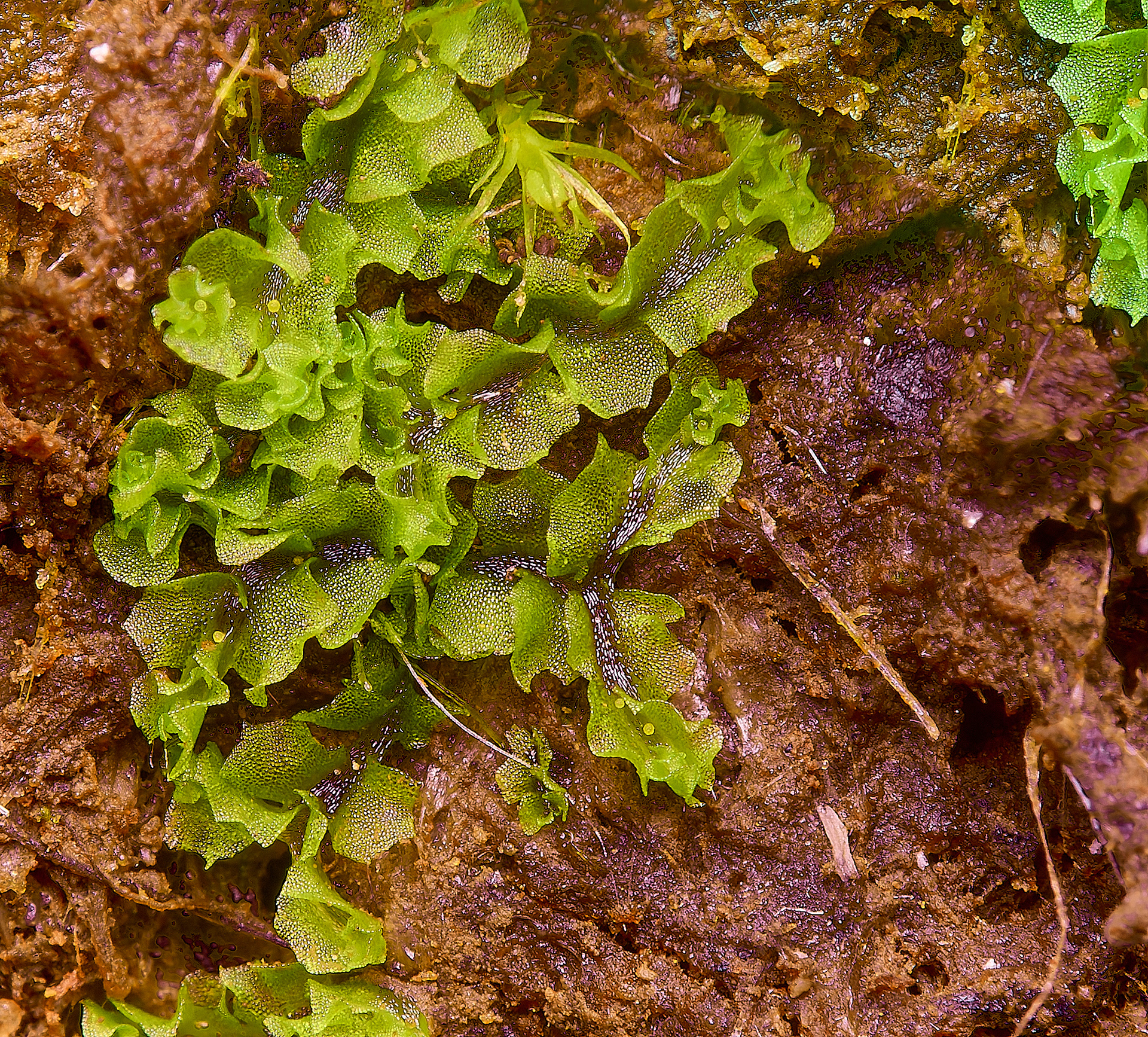 Grimston Warren Fossombronia Sp 08/24