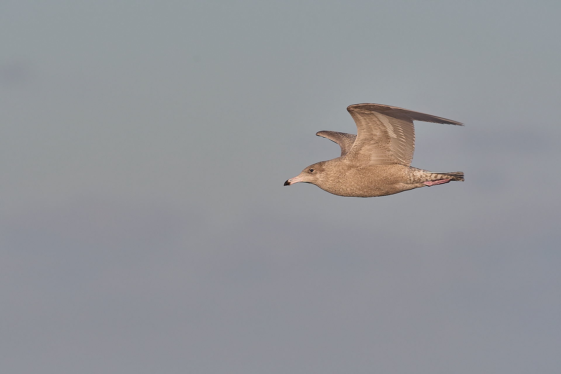 Glaucous Gull