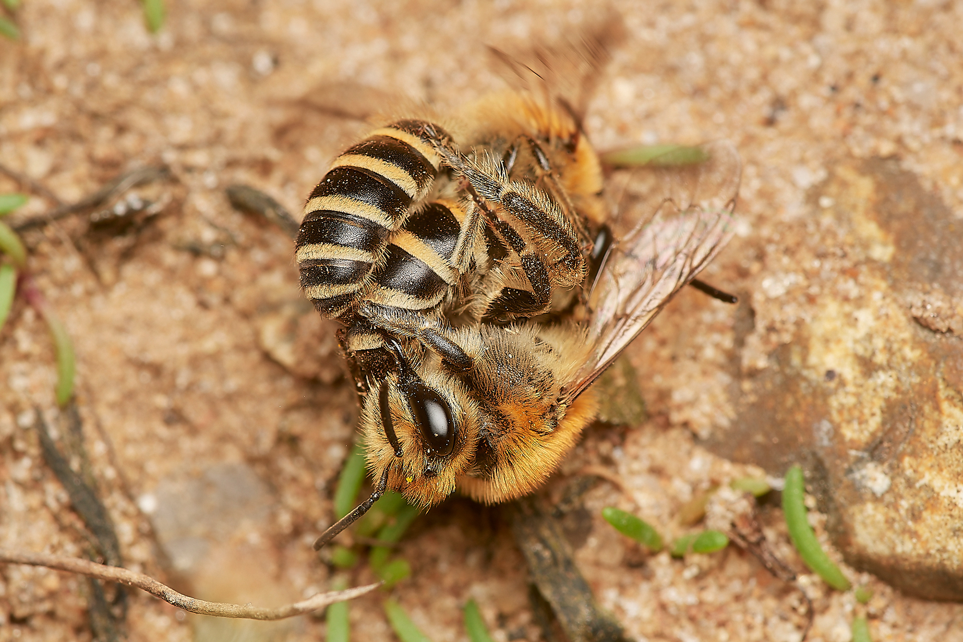 Sea Aster Mining Bee (Colletes halophilus) Gramborough Hill