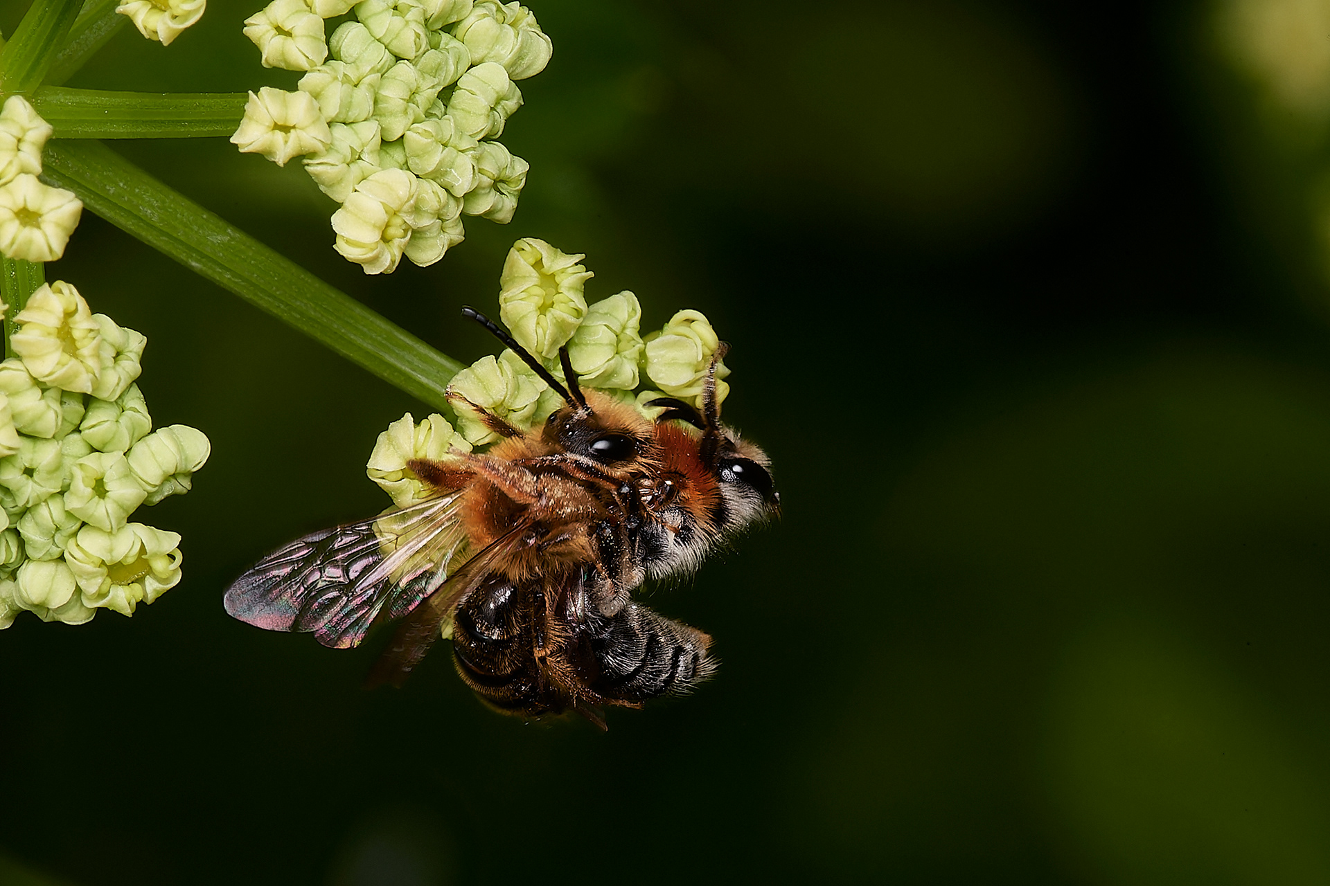 Orange-tailed Mining Bee ♂︎&♀︎(Andrena haemorrhoa) Cley