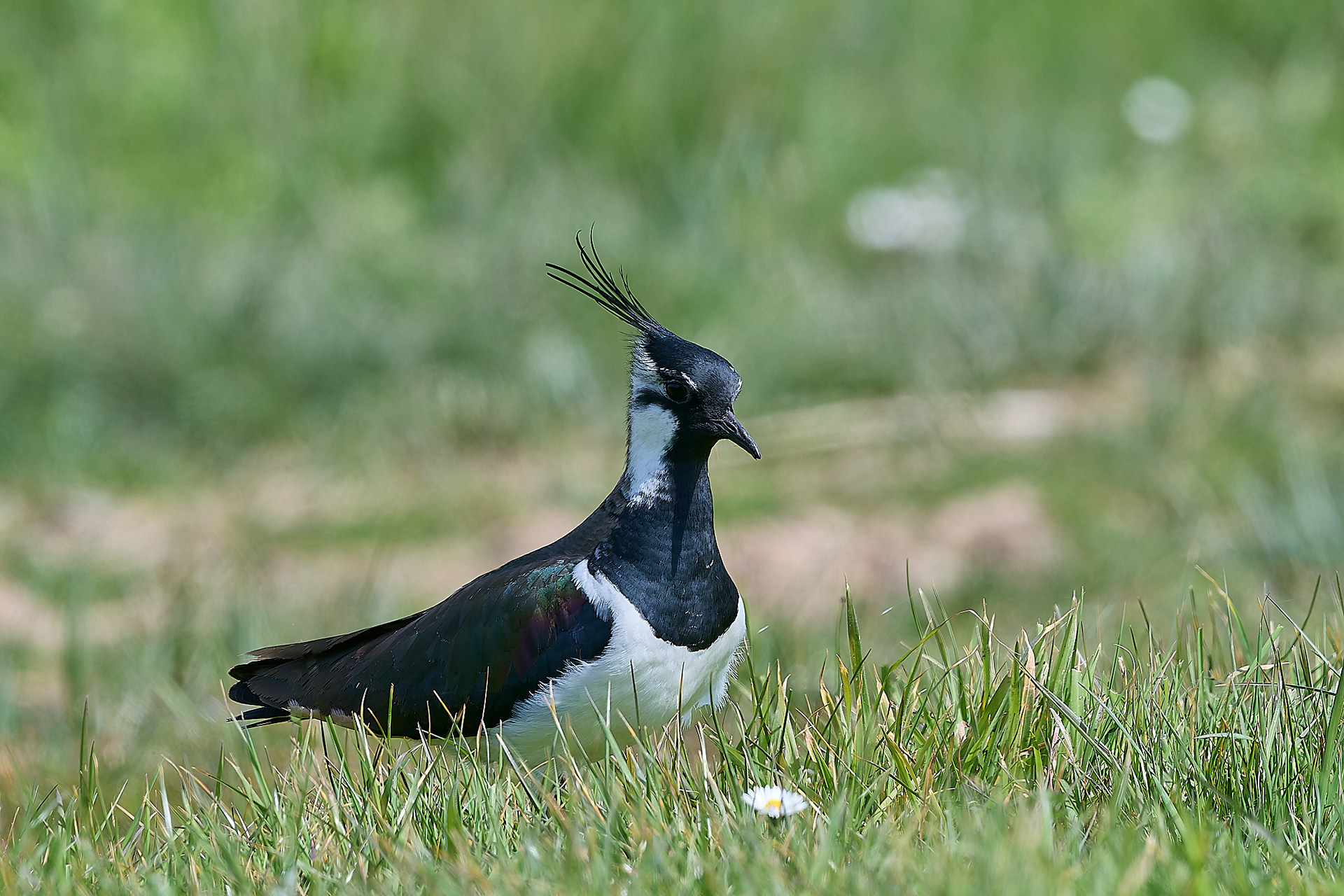 Lapwing (Vanellus vanellus)