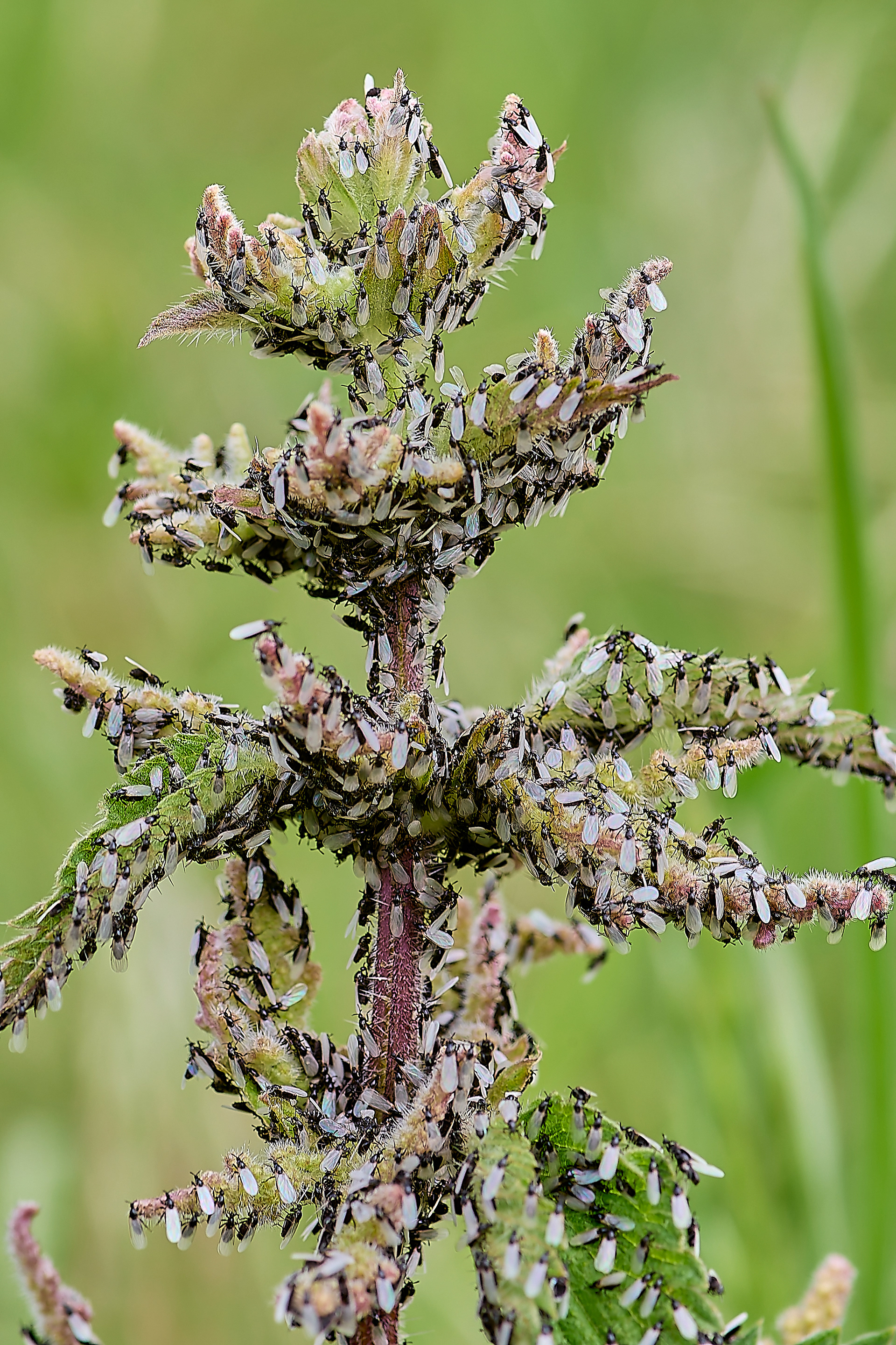 Of all the nettles in the field?