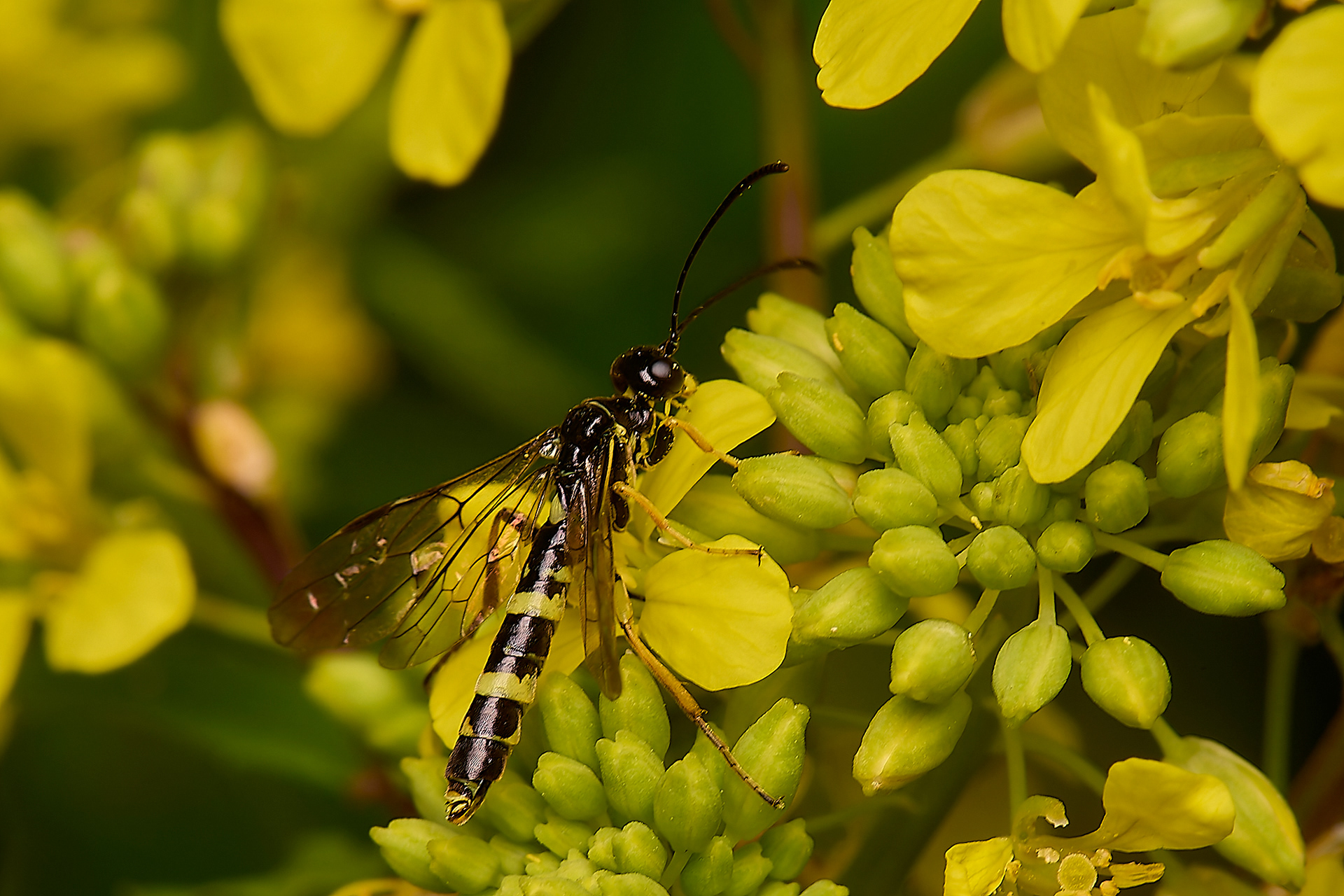 Wheat Stem Borer?