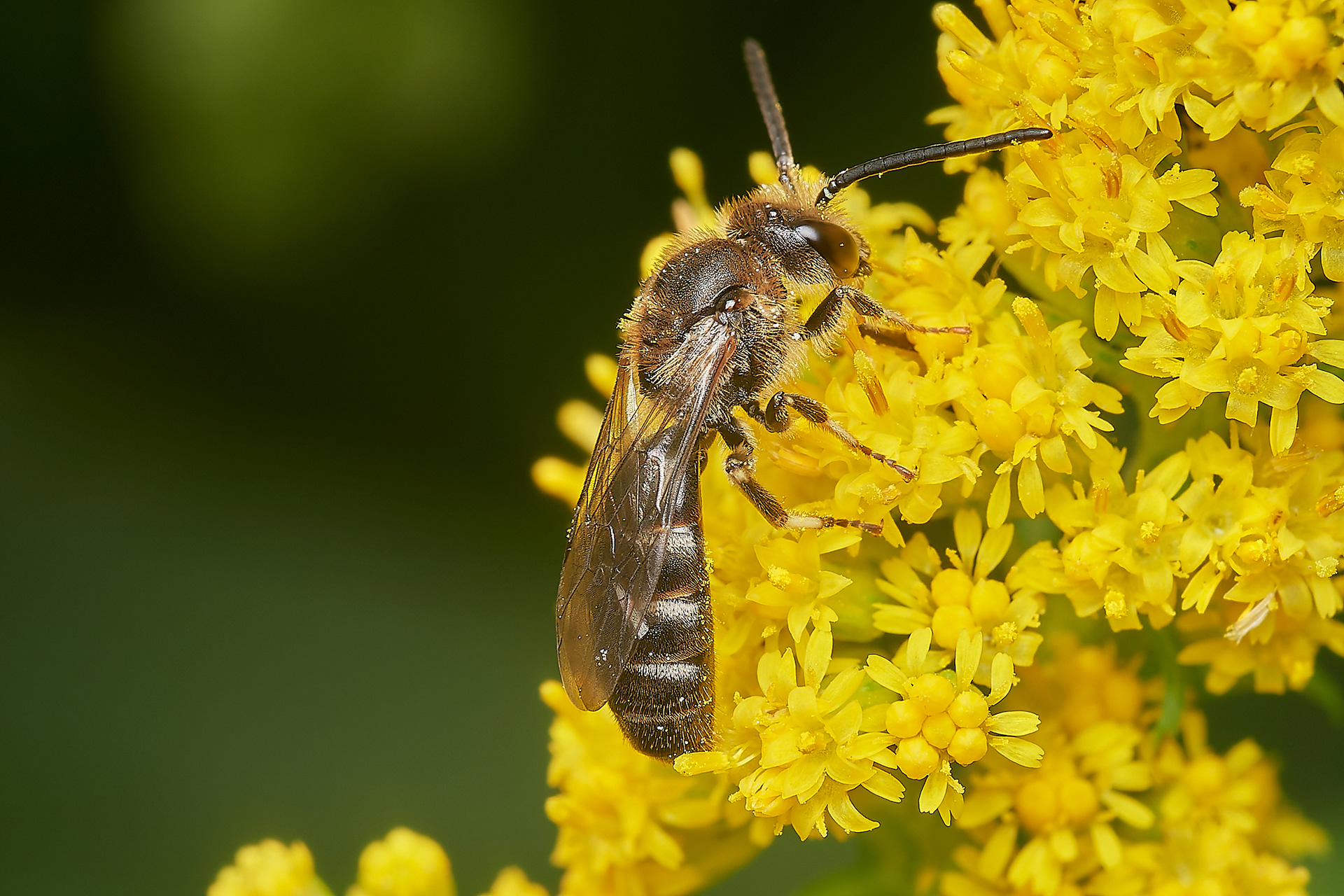 White-zone Furrow Bee (Lasioglossum leucozonium)? Hanworth