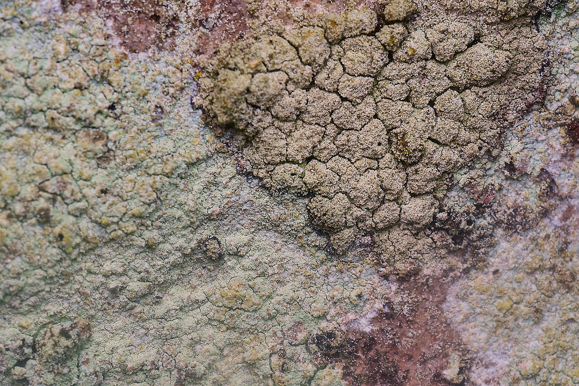 Sorediate Lecanora expallens