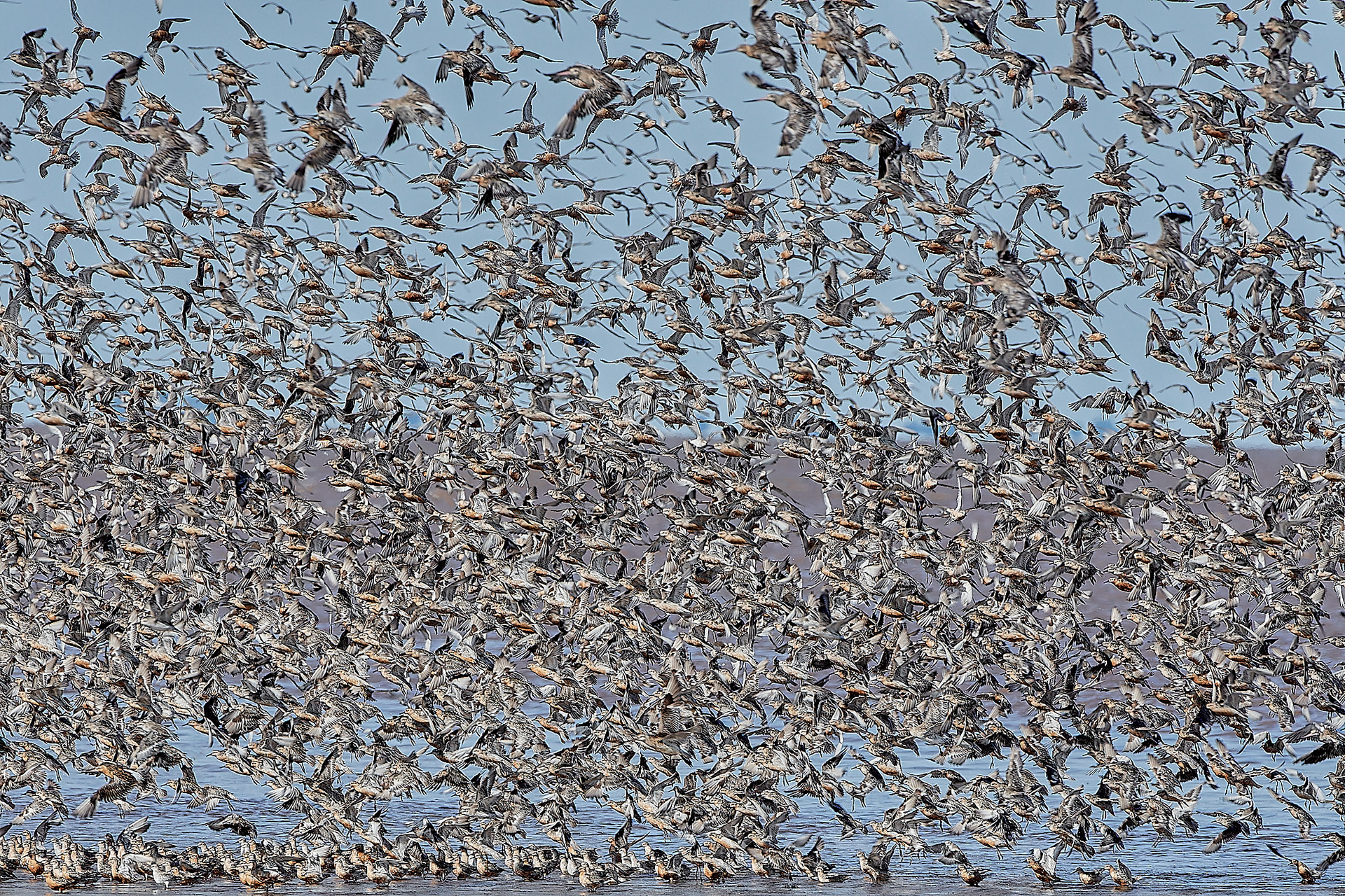 Snettisham Wader Spectacular 08/21