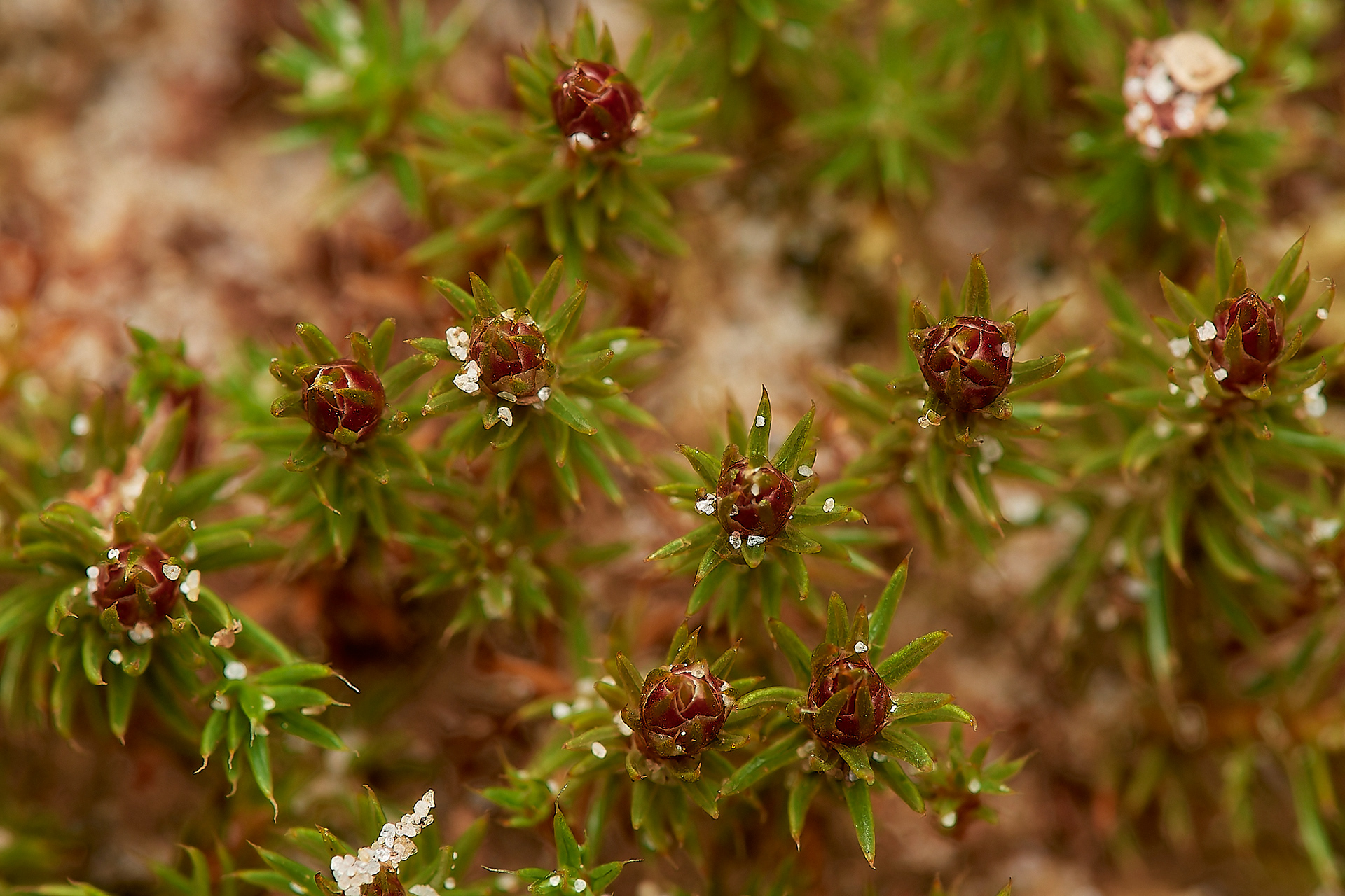 Bristly Haircap (Polytrichum piliferum) Wootton Woods