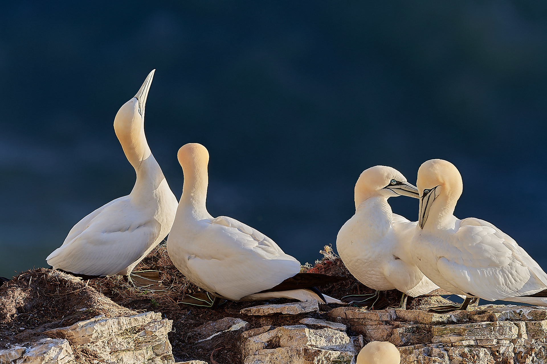 Gannets (Morus bassanus)