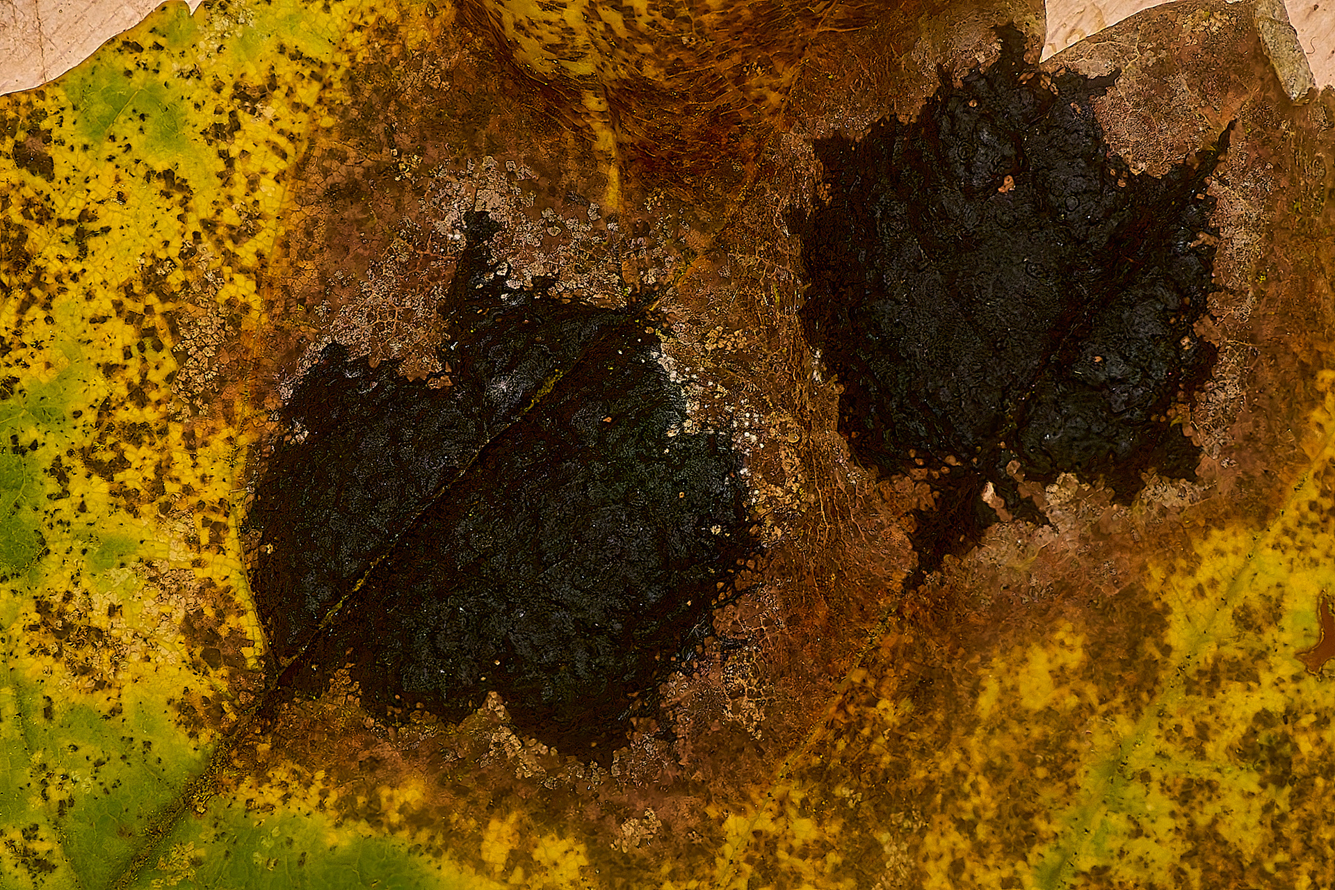 Sycamore Tar Spot (Rhytisma acerinum)
