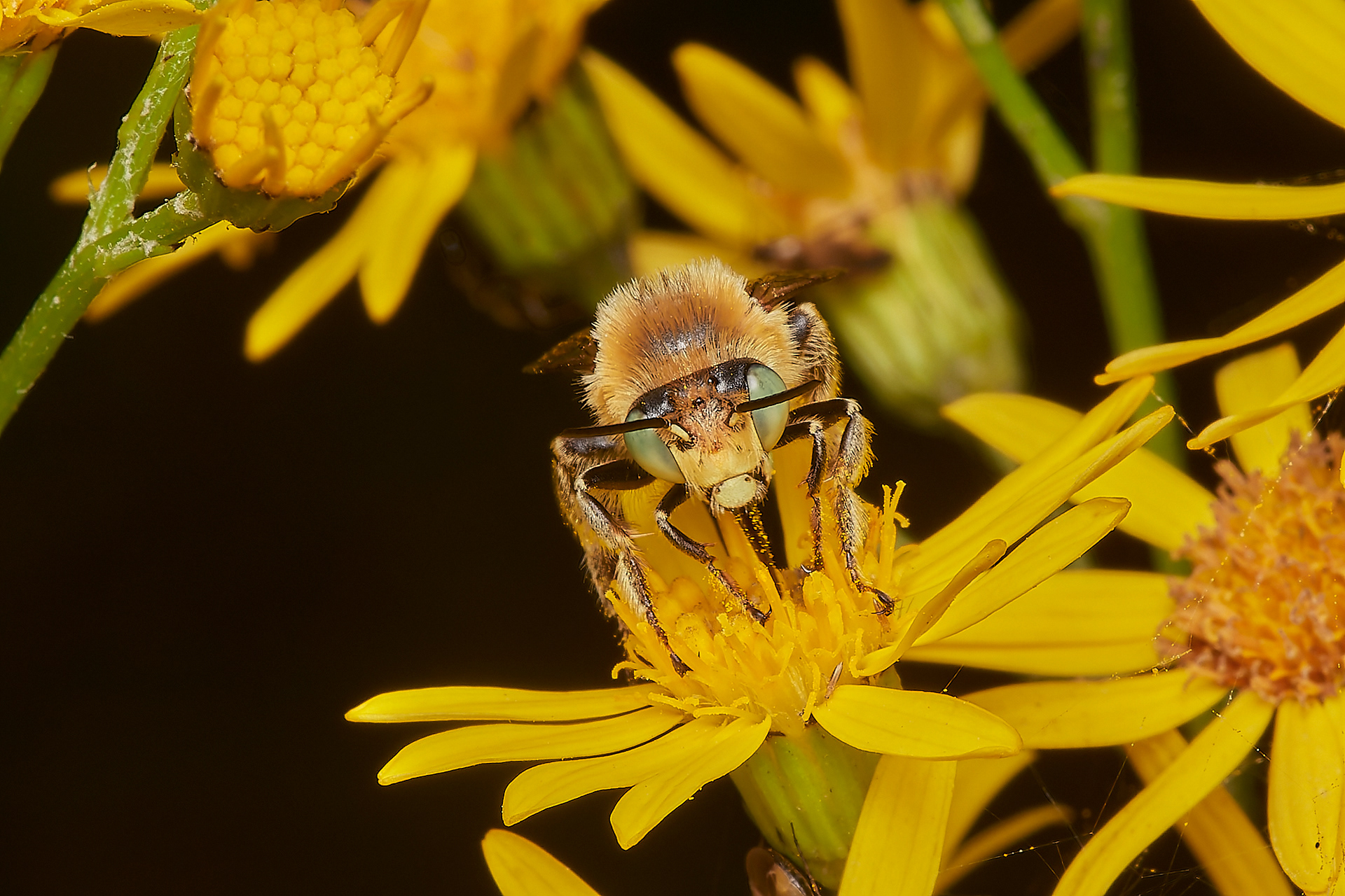 Green-eyed Flower Bee (Anthophora bimaculata) Broadland Country Park