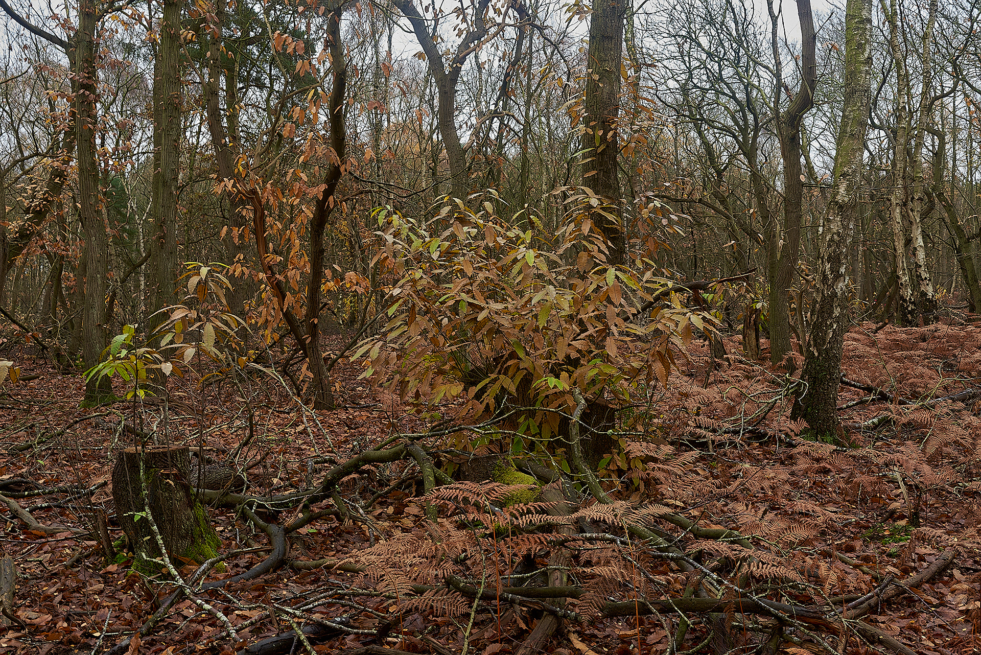 Broadland Country Park - Sweet Chestnut 11/19