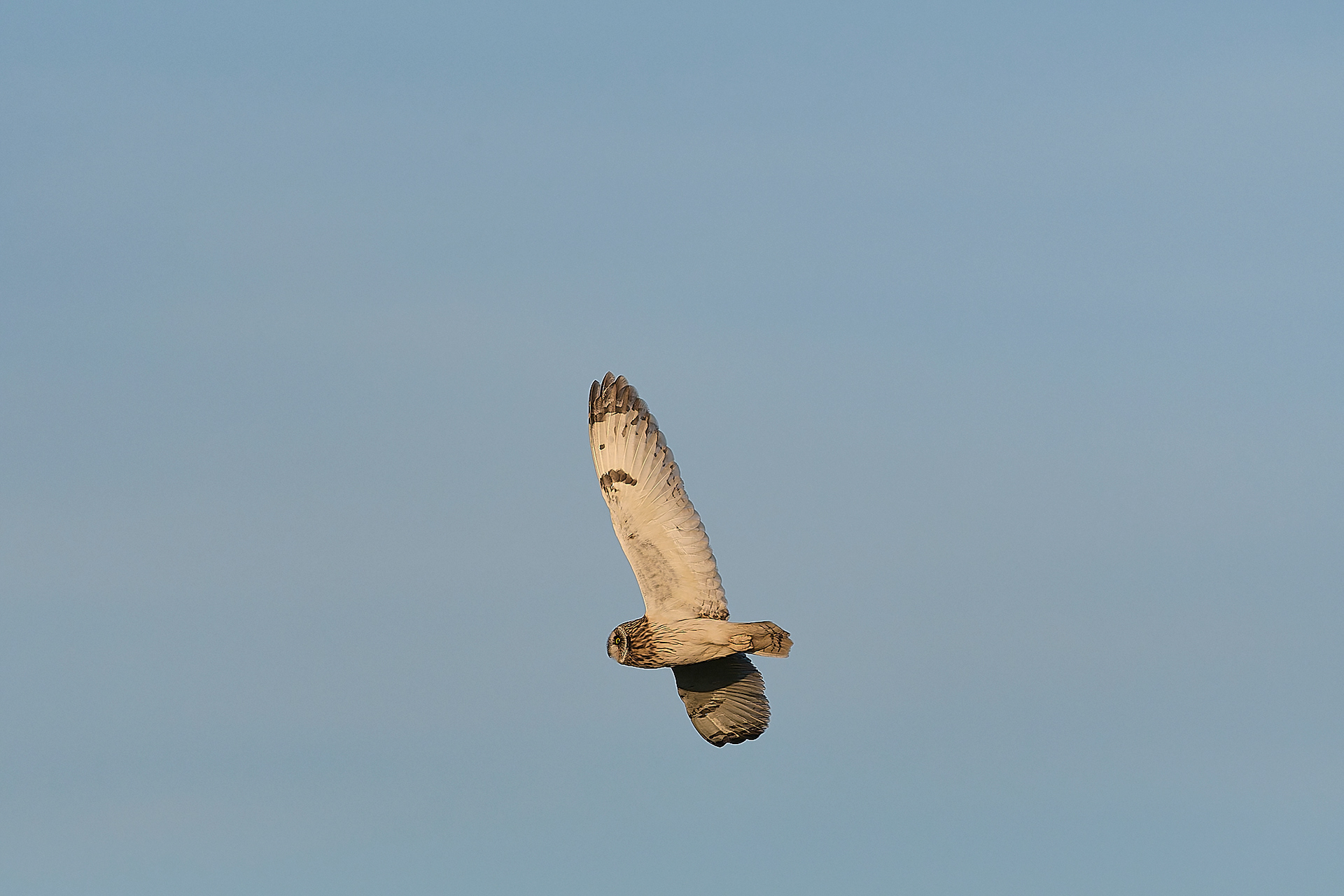 Short-eared Owl