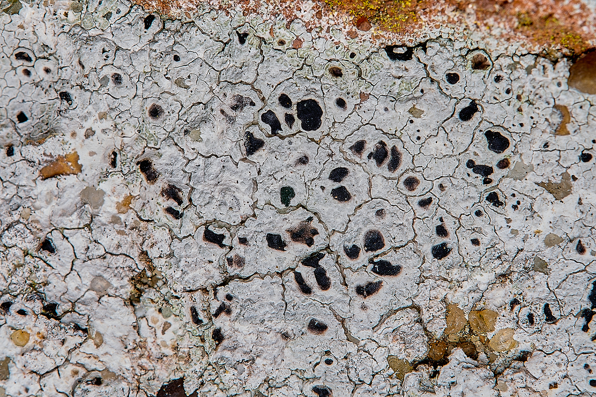 Circinaria calcarea