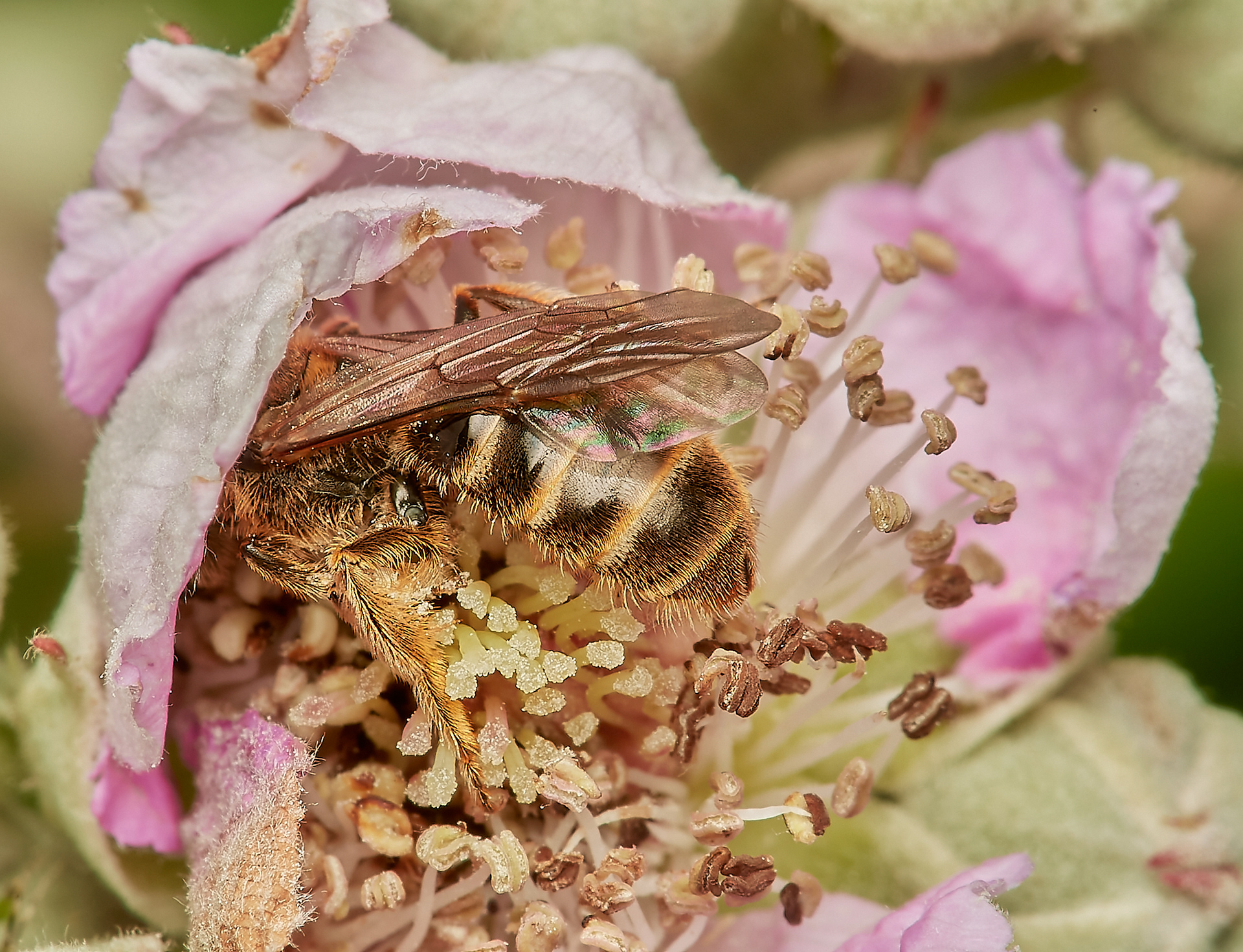 Furrow Bee Sp (Lasioglossum Sp) Hanworth