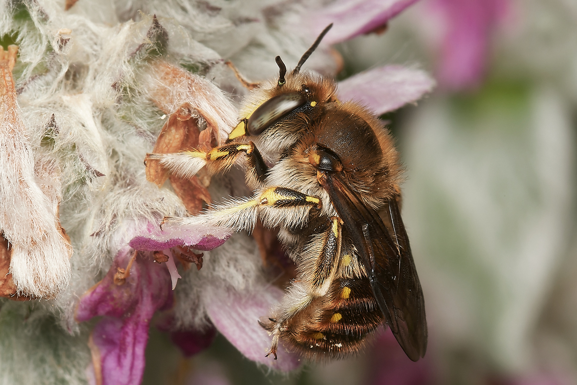 Wool Carder Bee ♂︎ (Anthidium manicatum) Hanworth