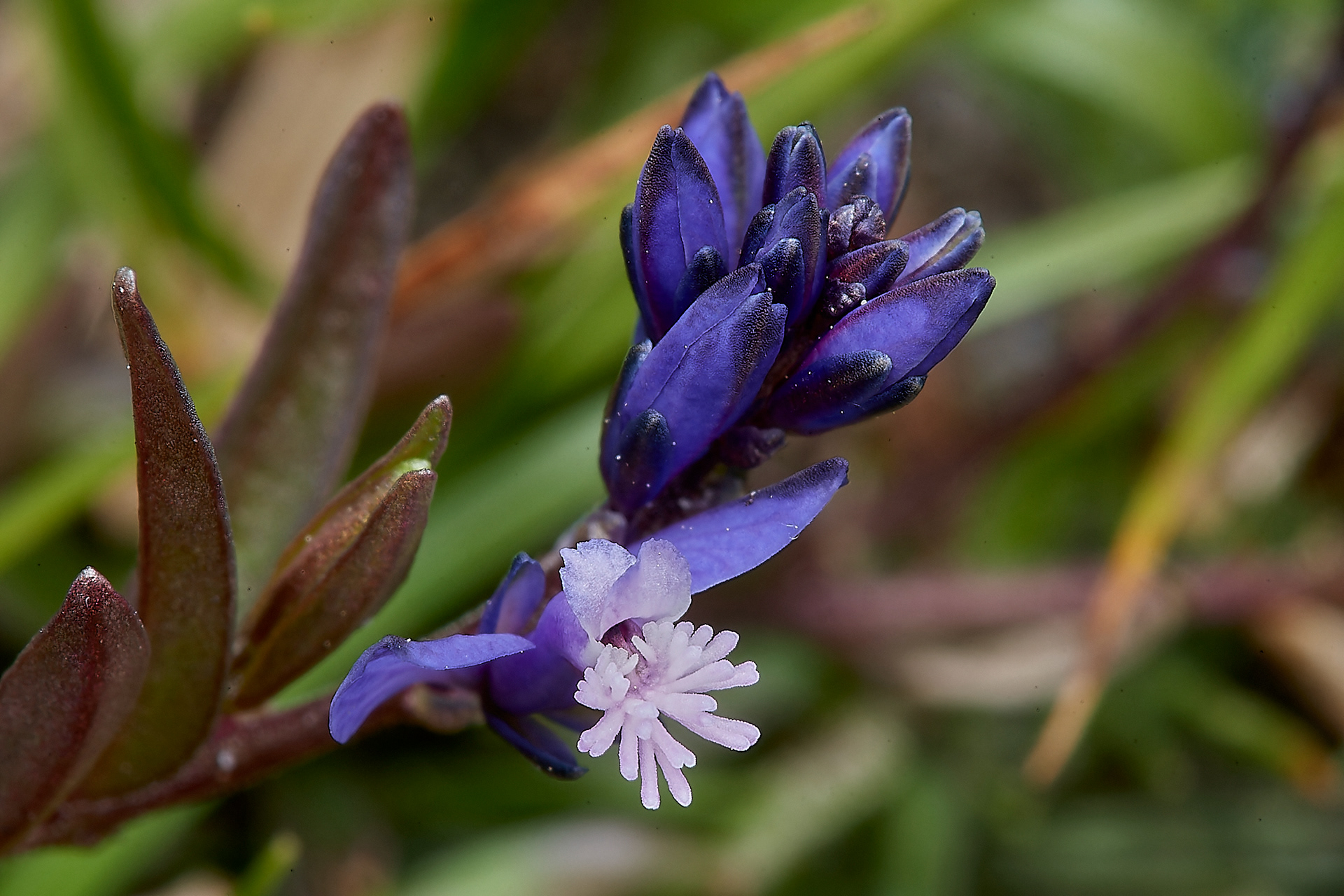 Common Milkwort (Polygala vulgaris) Kelling Heath