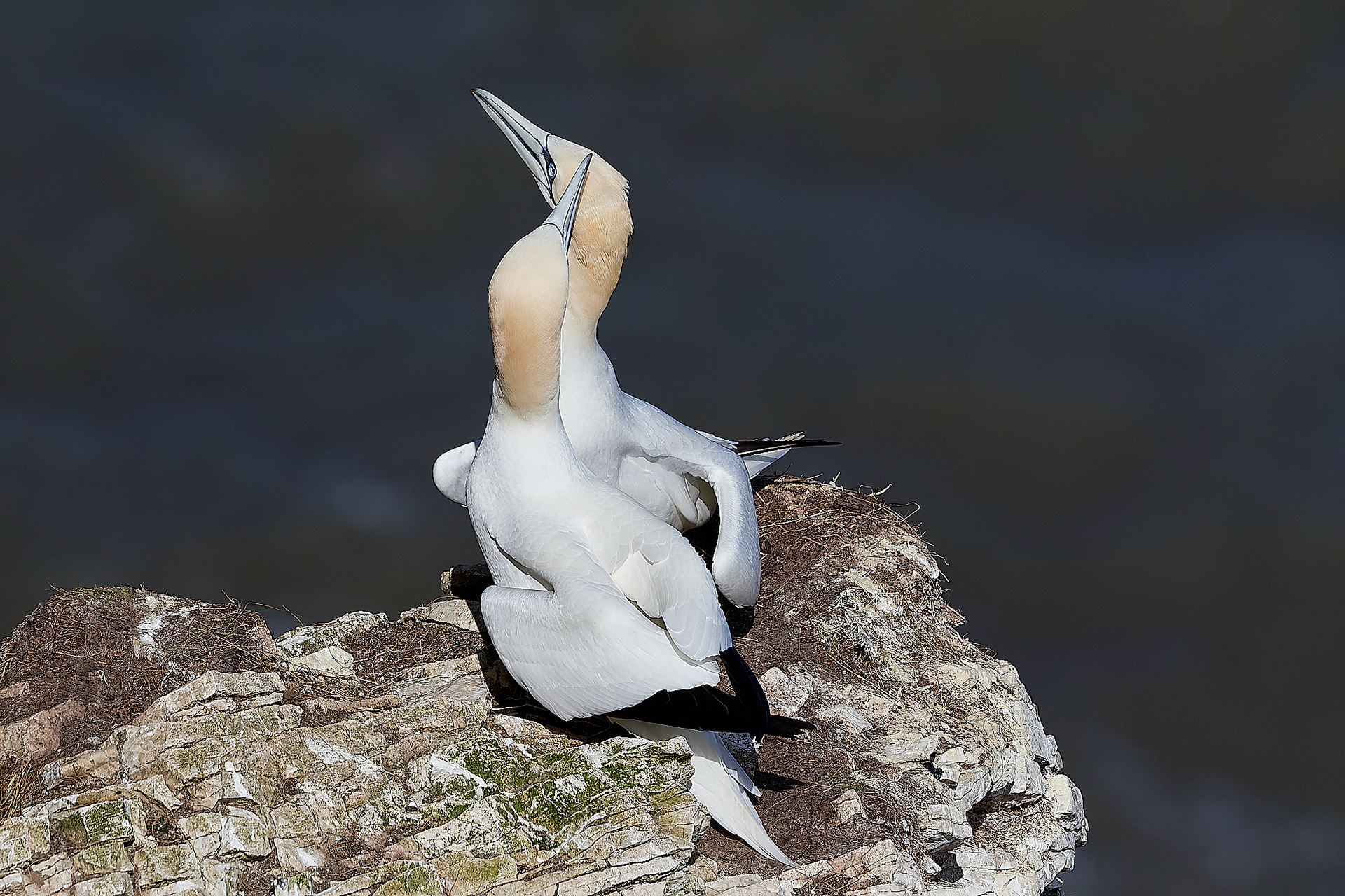 Gannets (Morus bassanus)