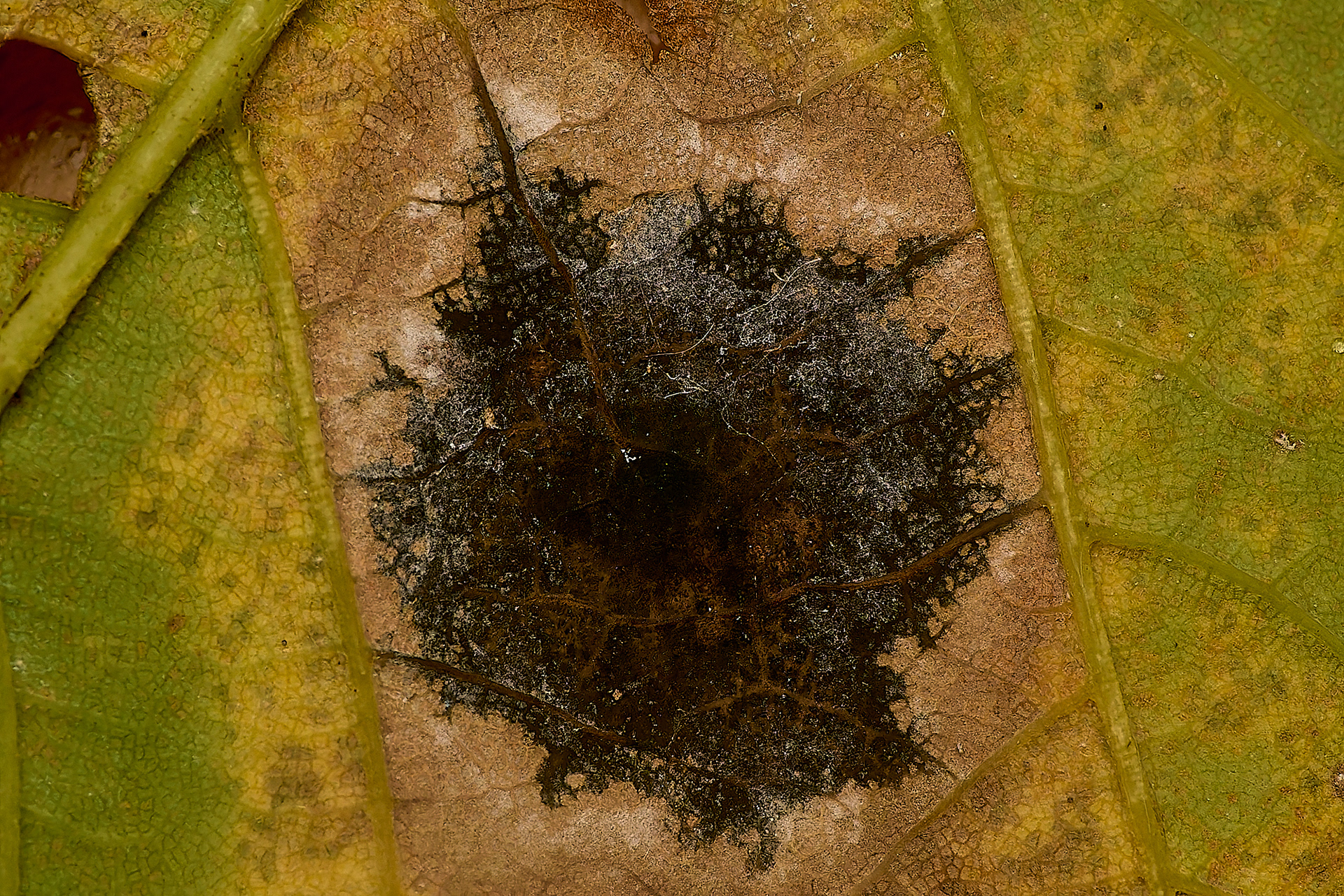 Sycamore Tar Spot (Rhytisma acerinum)