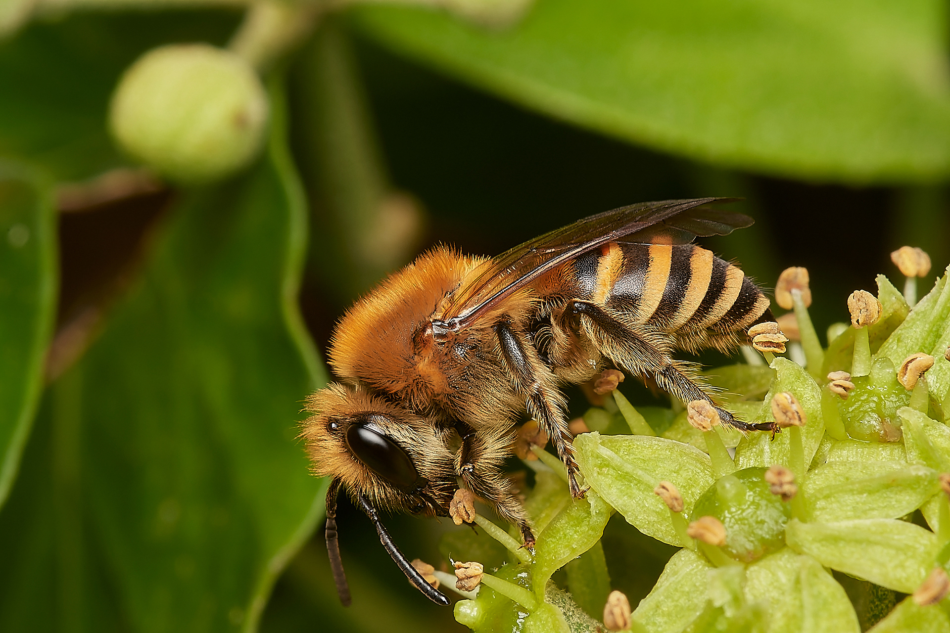 Ivy Bee (Colletes hederae) Aylsham