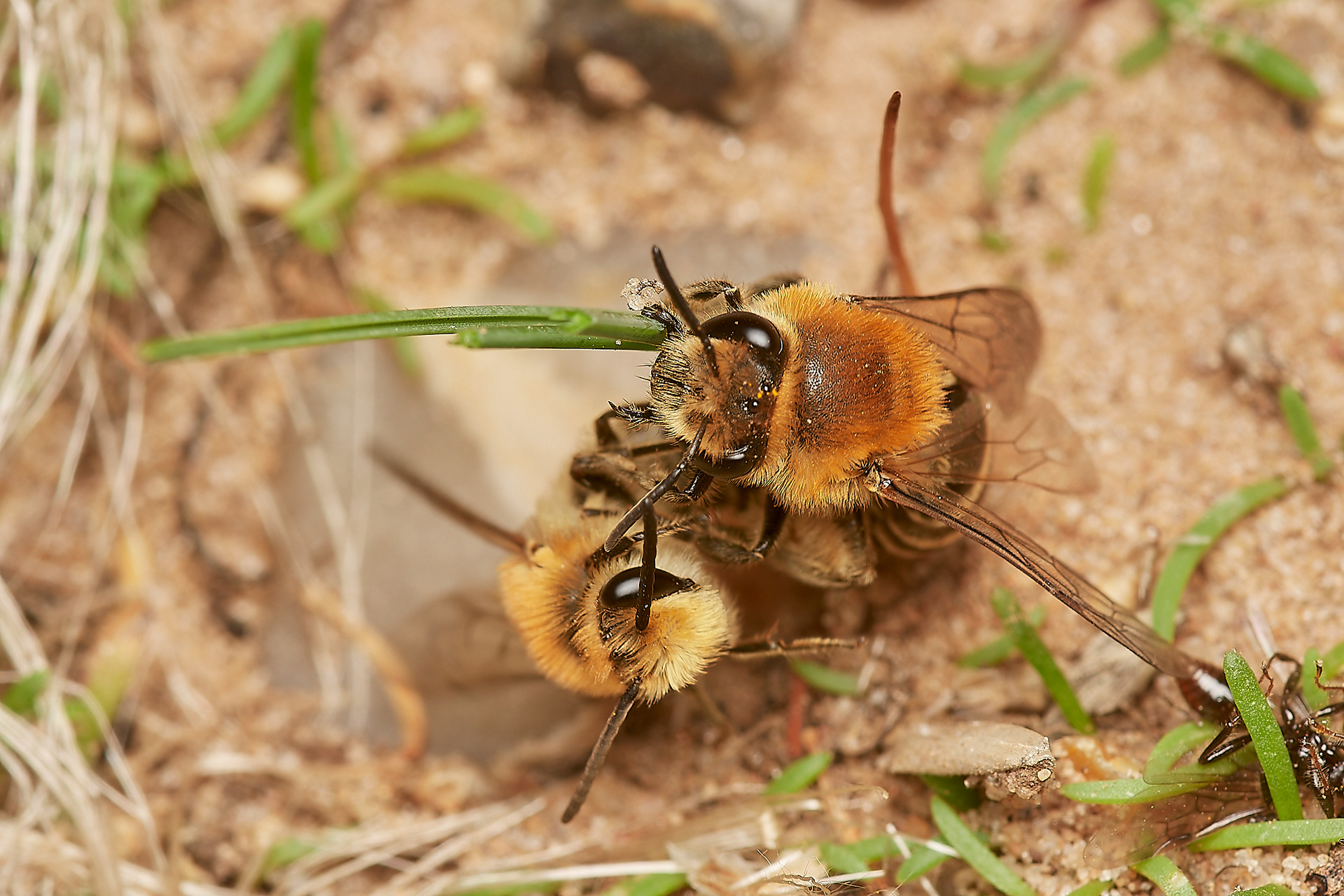 Sea Aster Mining Bee (Colletes halophilus) Gramborough Hill