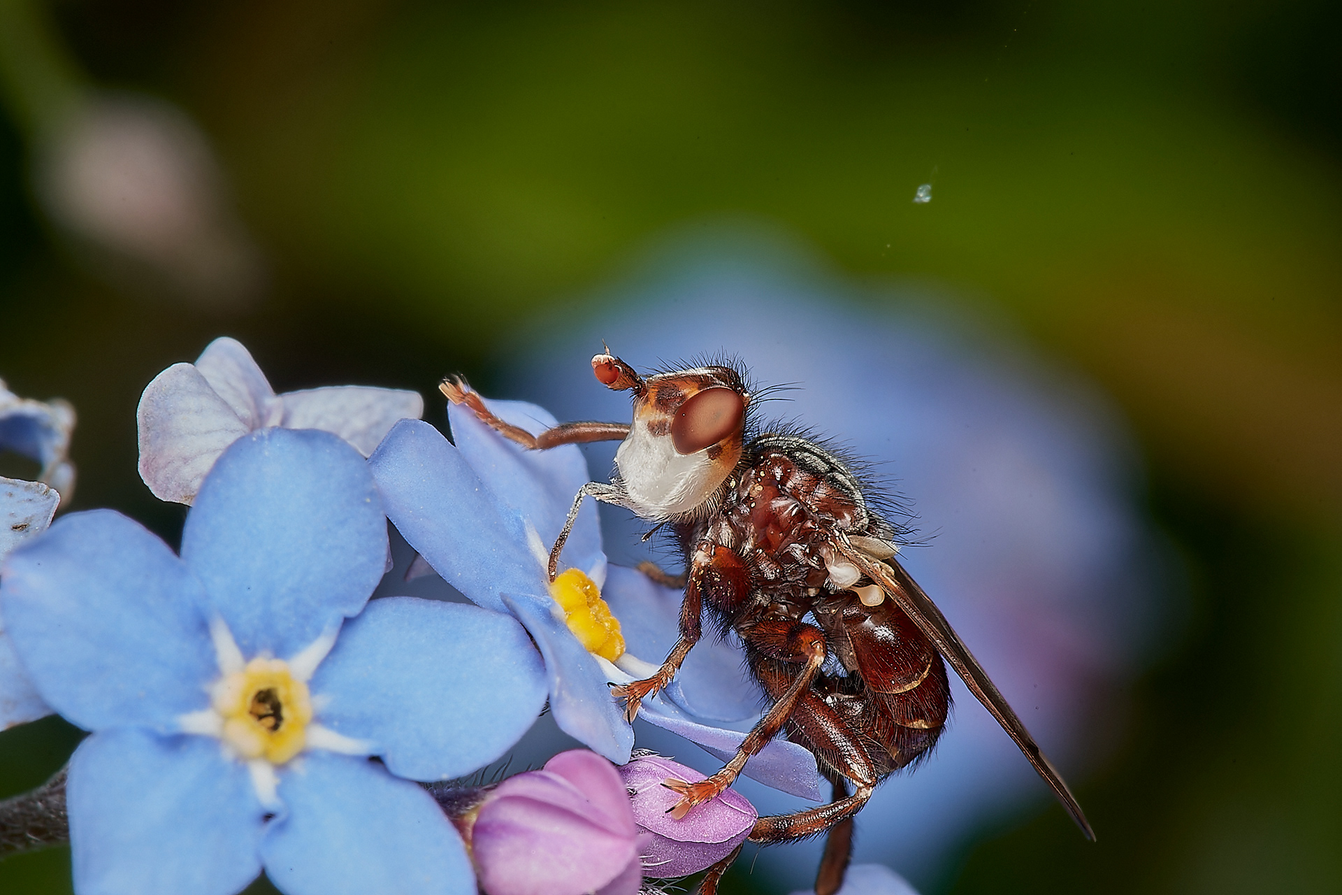 Plain-winged Spring Beegrabber (Myopia testacea) Kelling Heath