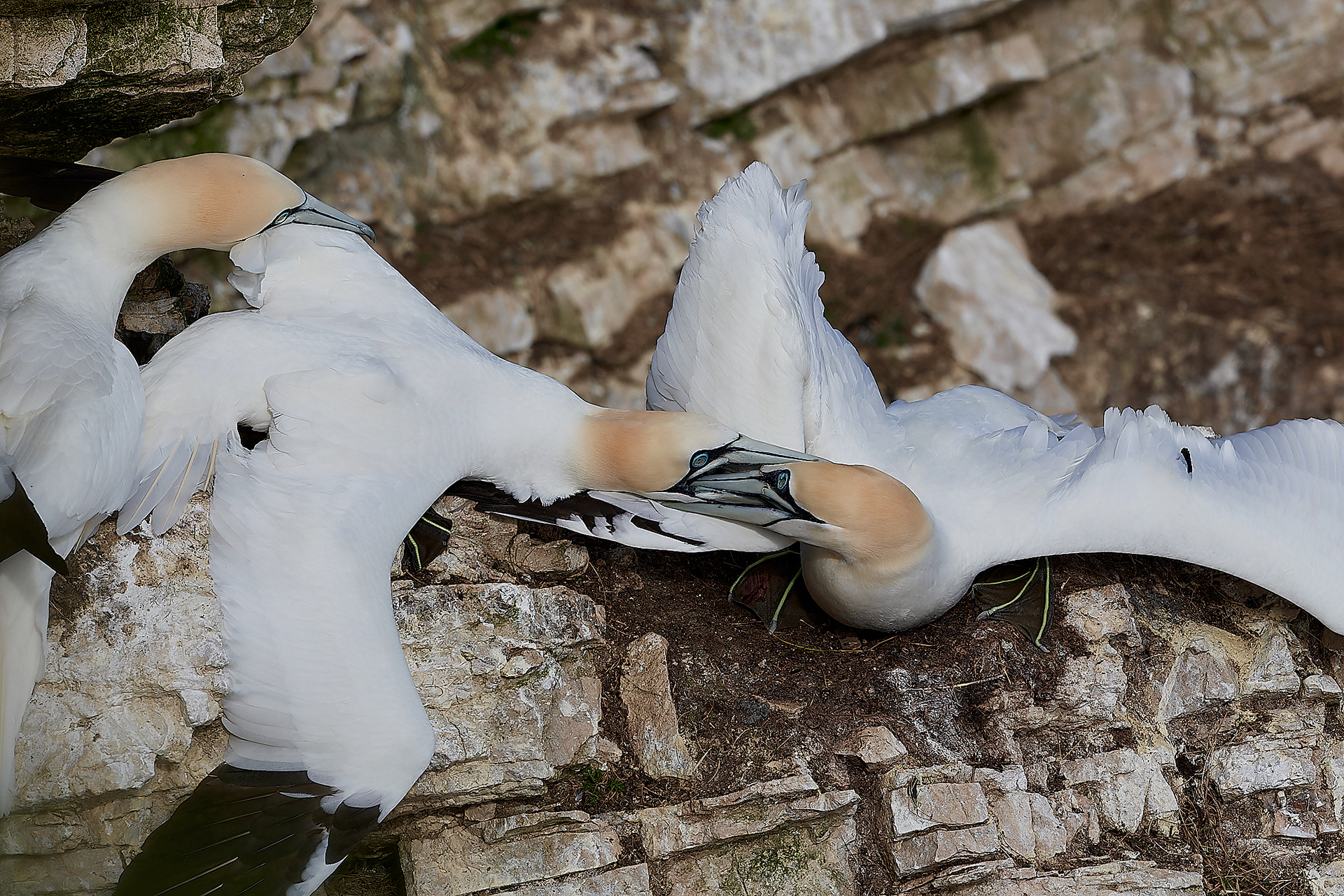 Gannets (Morus bassanus)