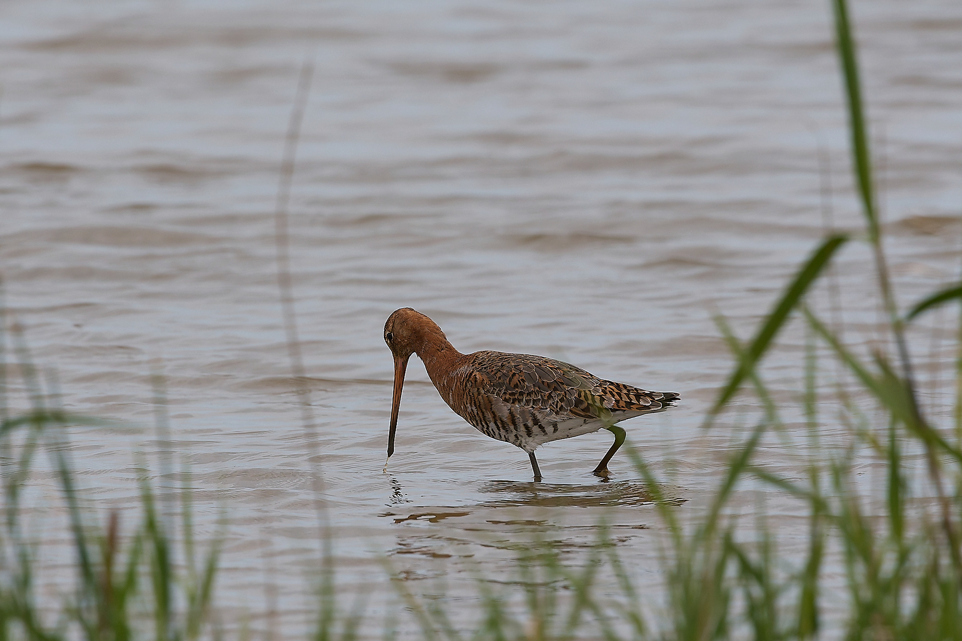 Black-tailed Godwit (Limosa limosa)