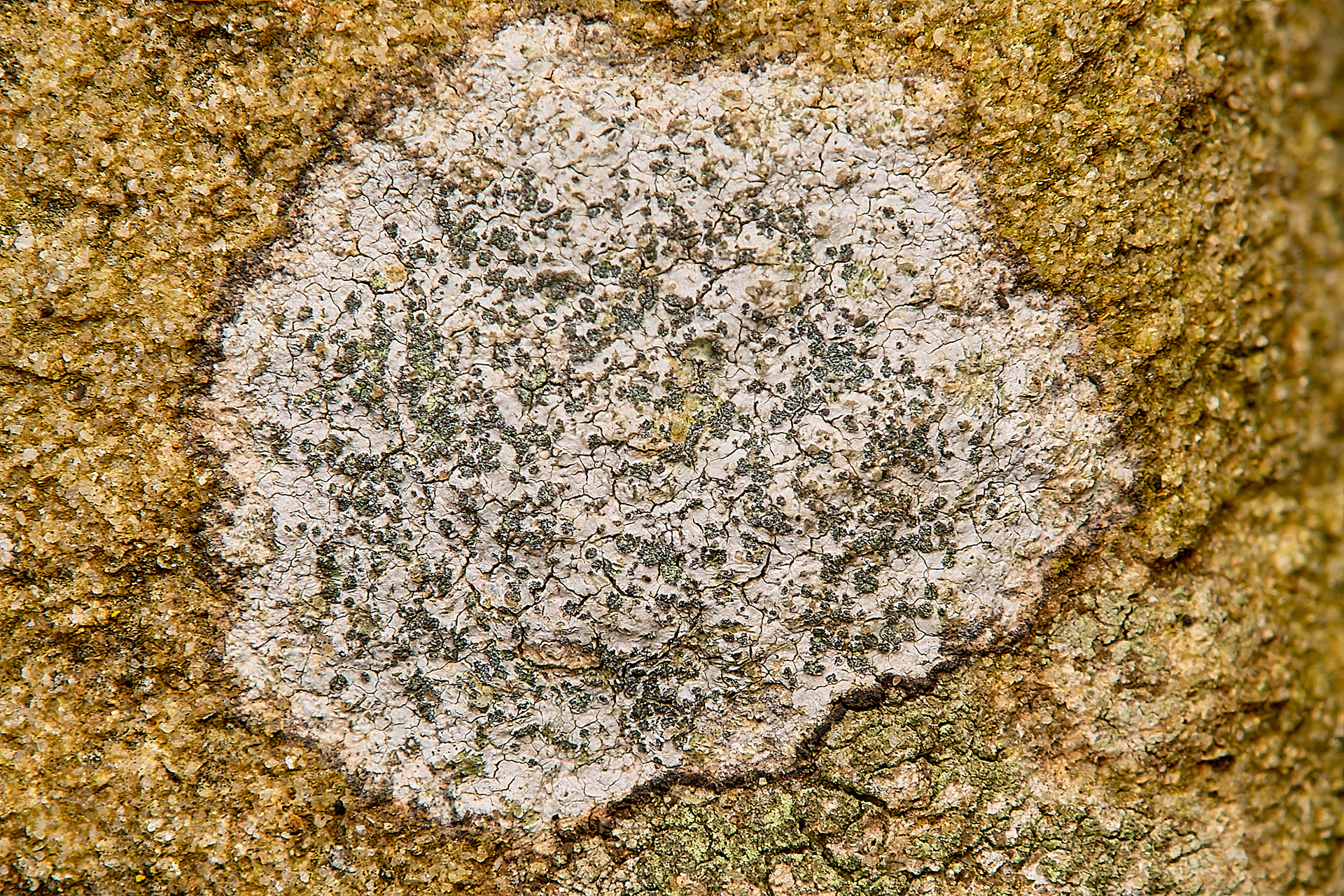 Porpidia tuburculosa