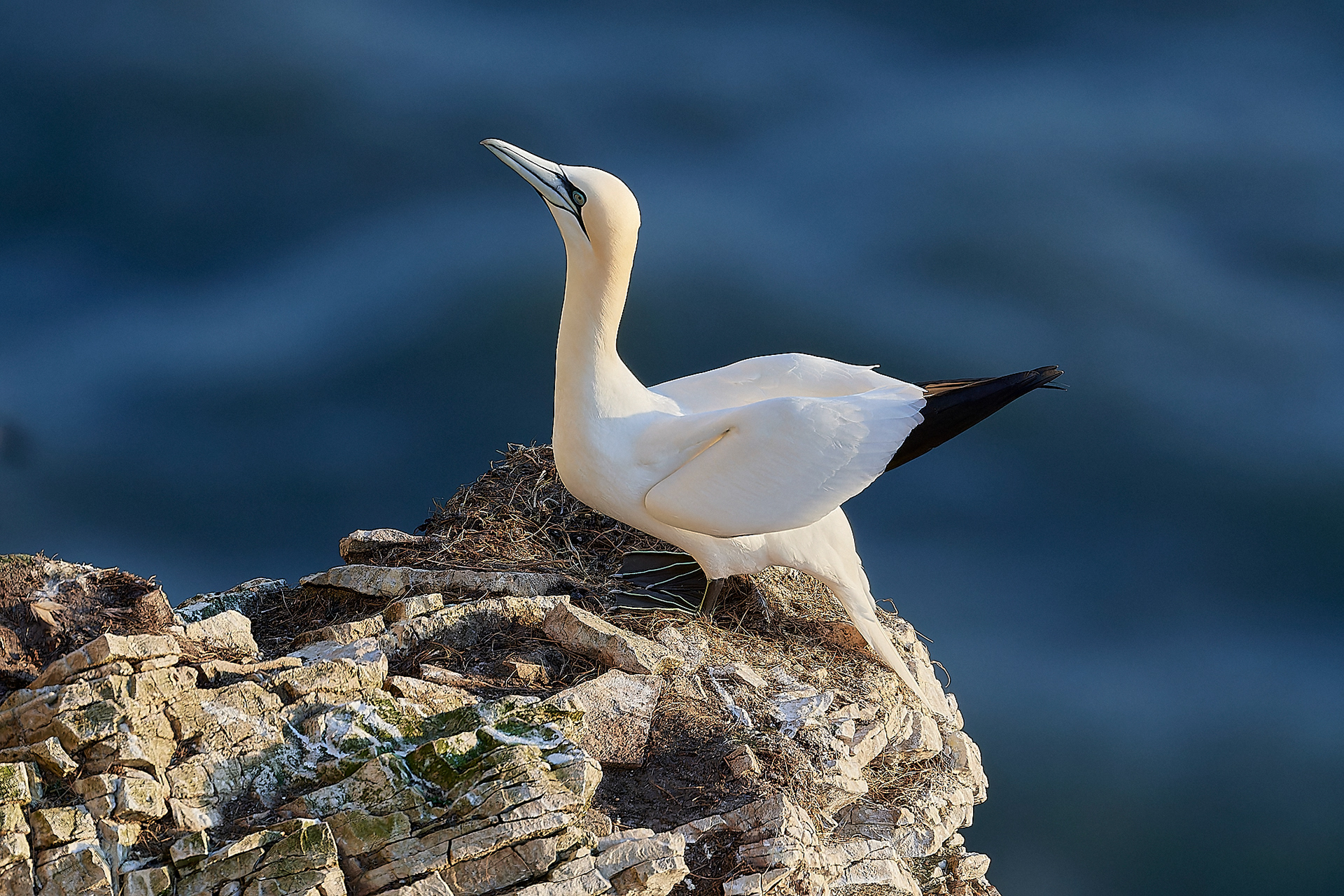 Gannets (Morus bassanus)