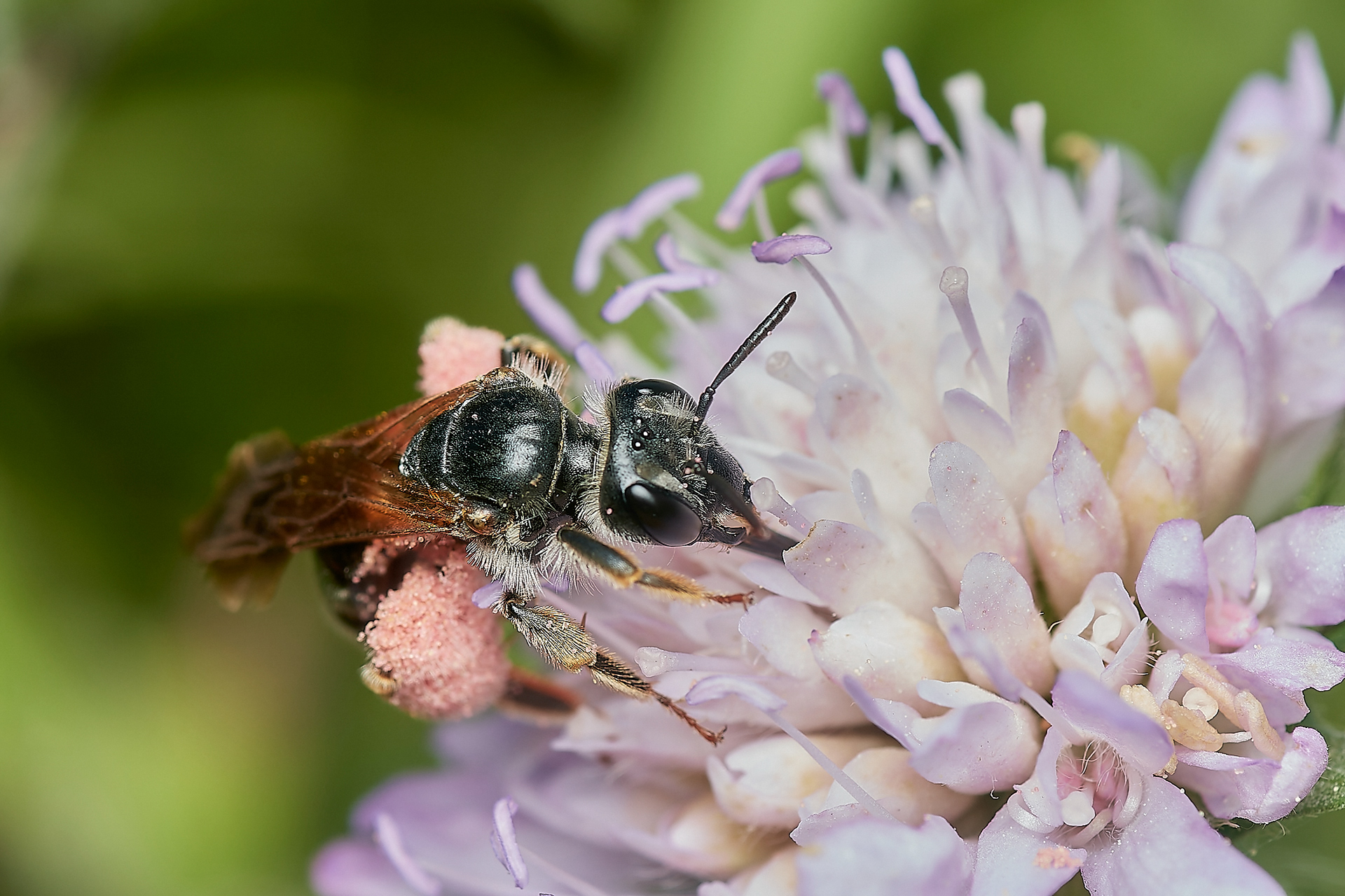 Large Scabious Mining Bee (Adrena hattorfiana) Cranwich Heath