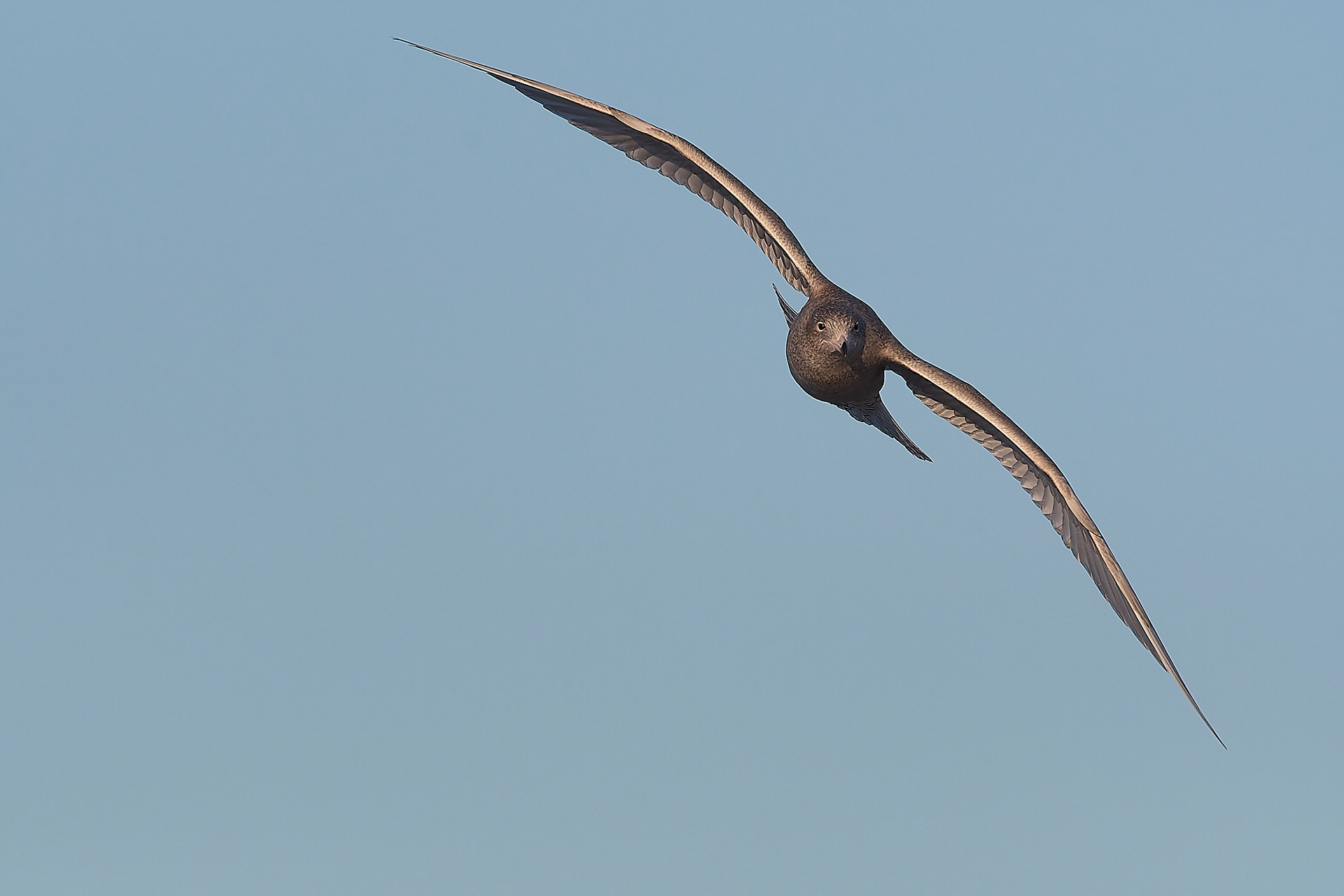 Glaucous Gull