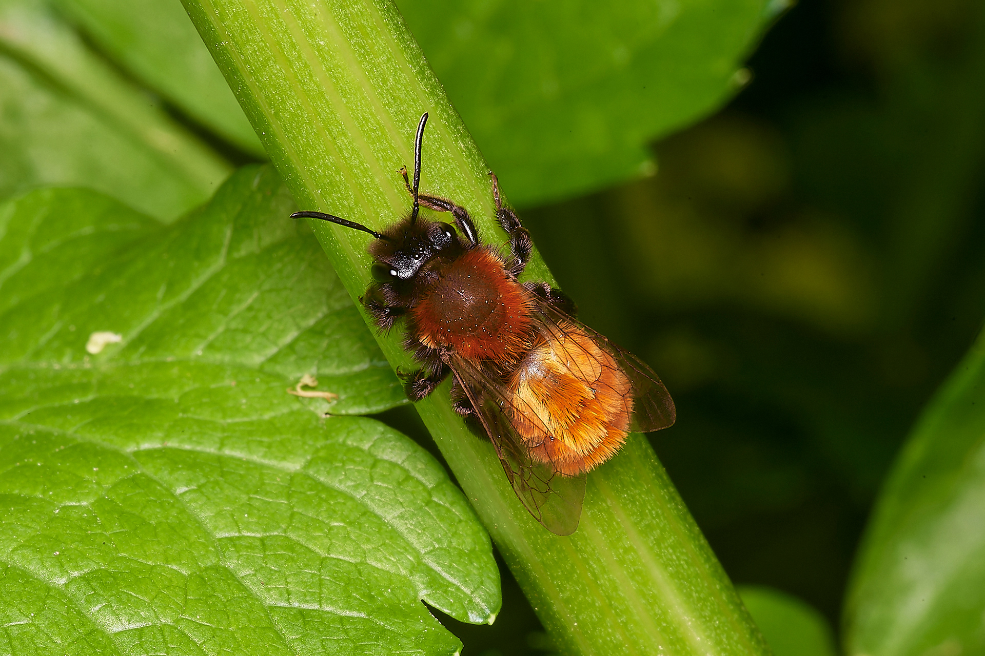 Tawny Mining Bee ♀︎(Andrena fulva) Cley