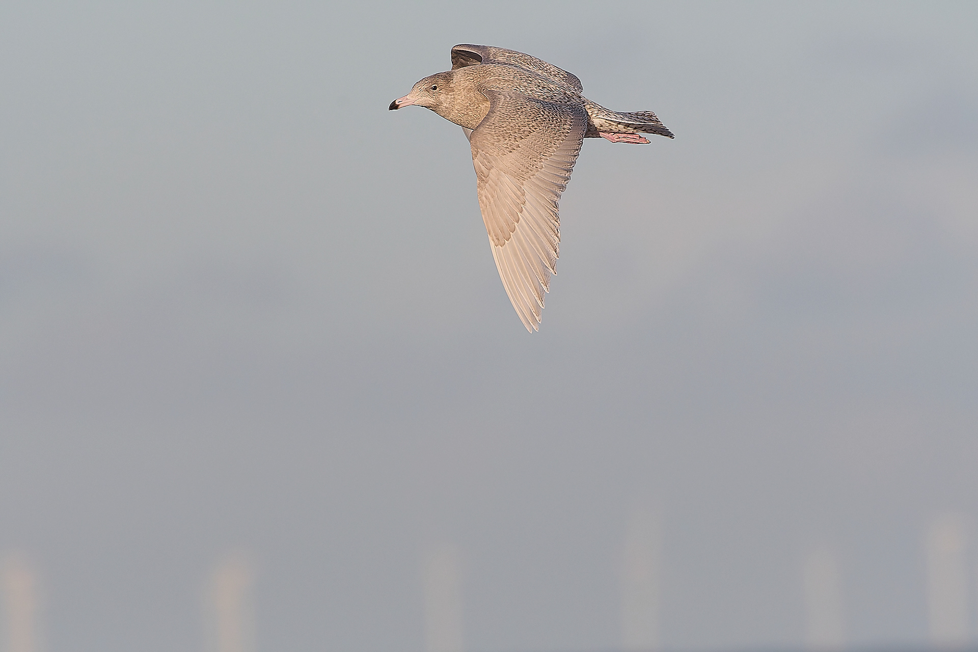 Glaucous Gull