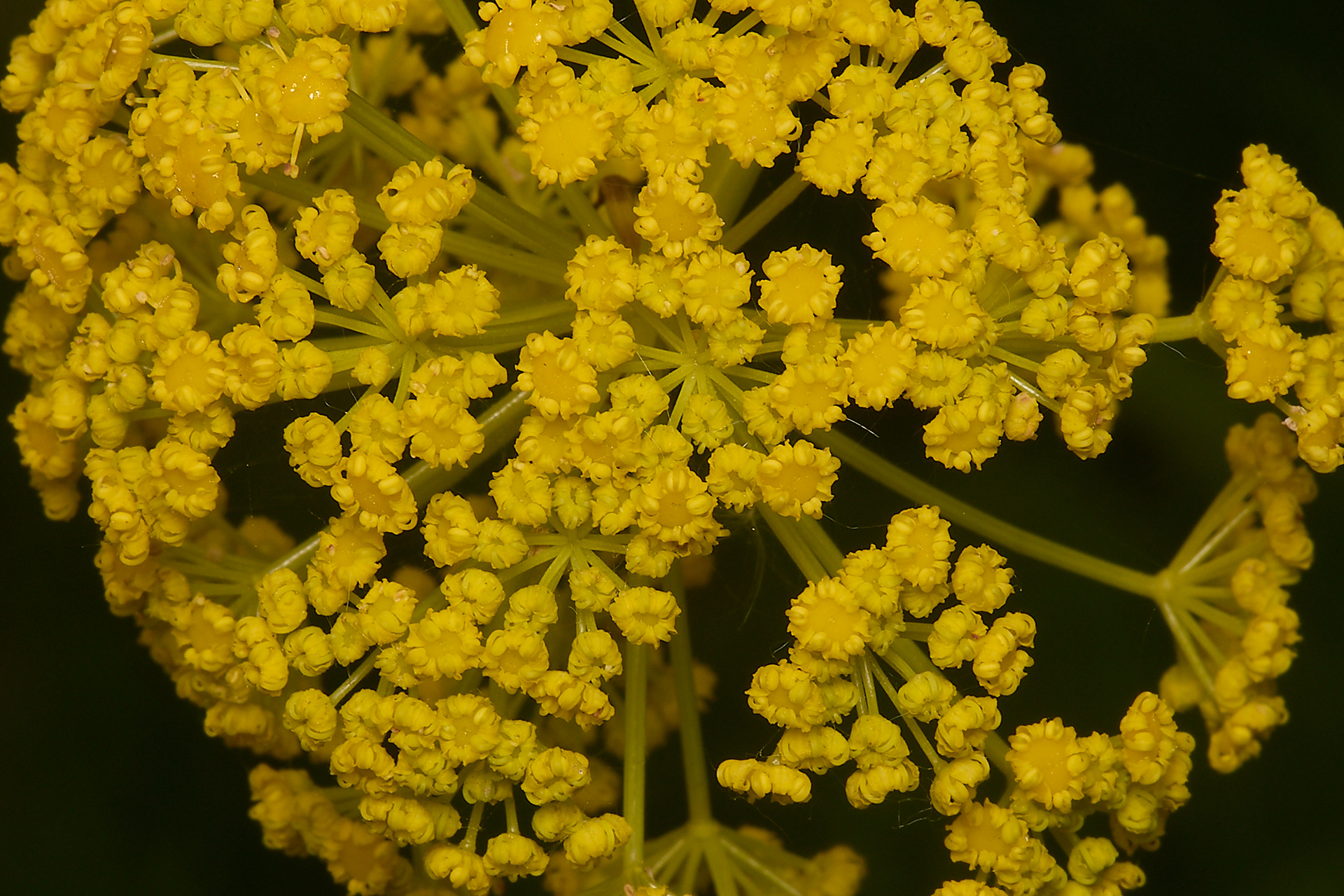 Giant Fennel (Ferula communis)