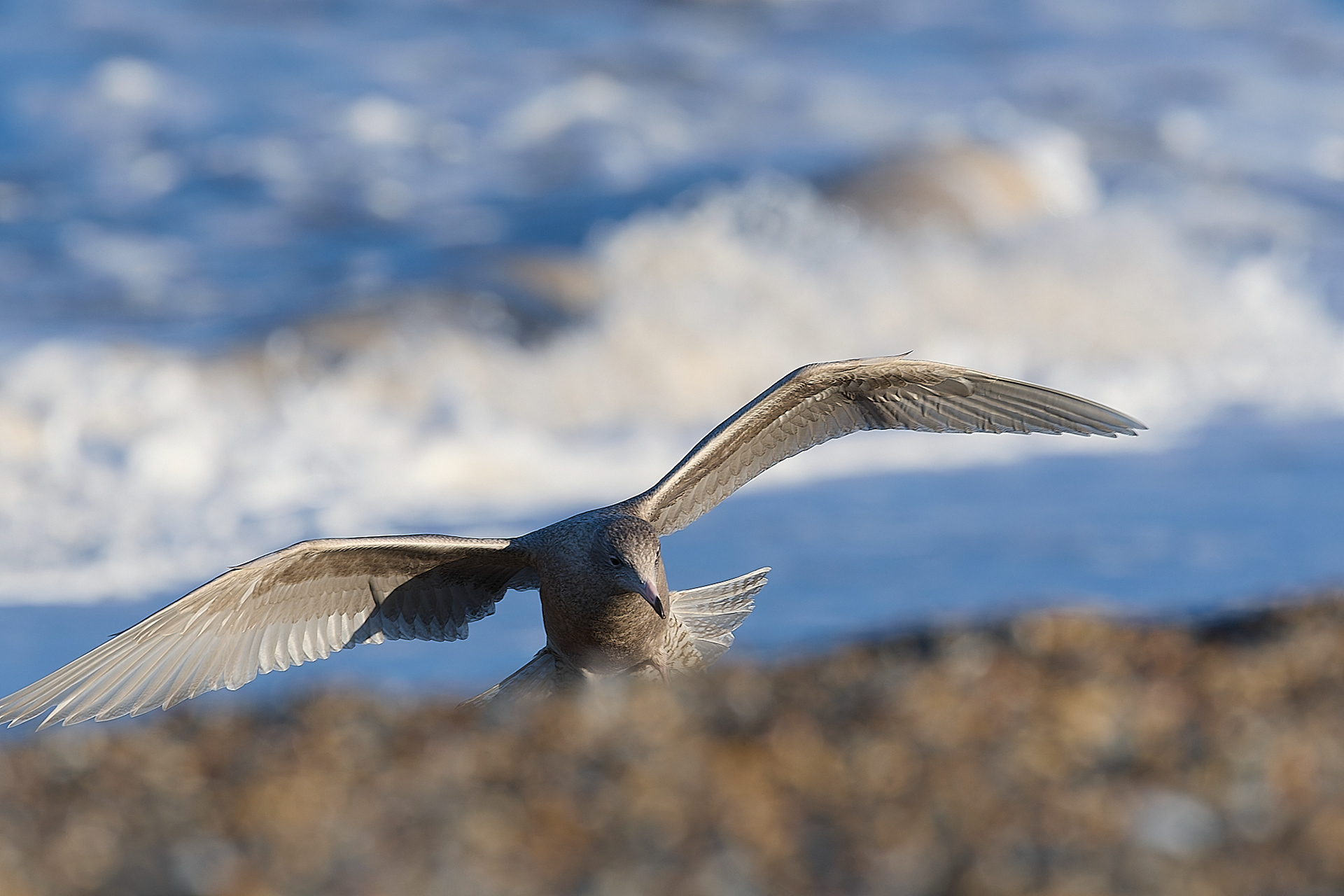 Glaucous Gull