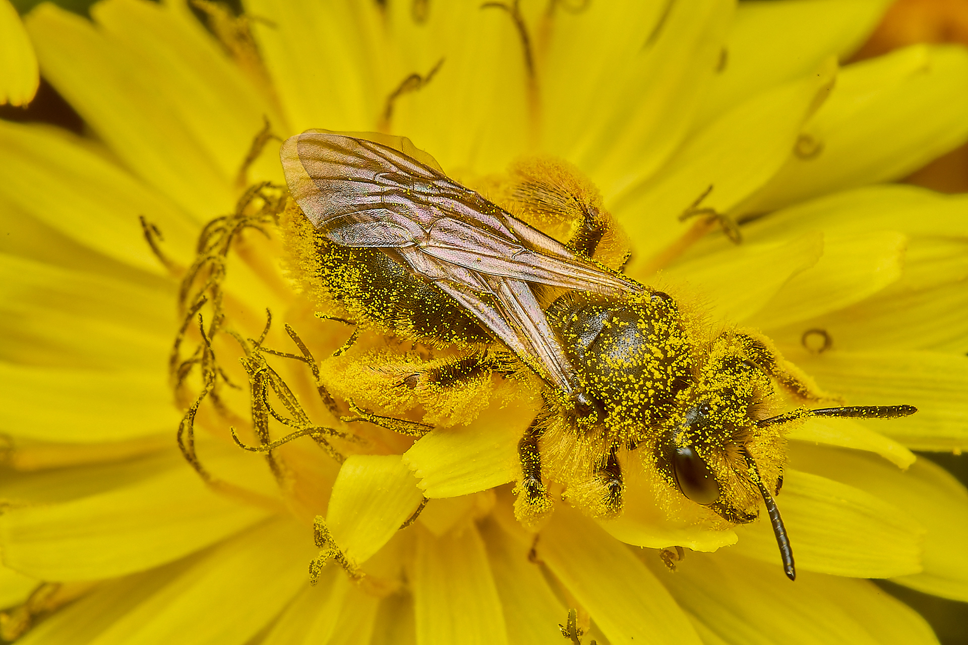 Catsear Mining Bee (Andrena humilis)♀︎