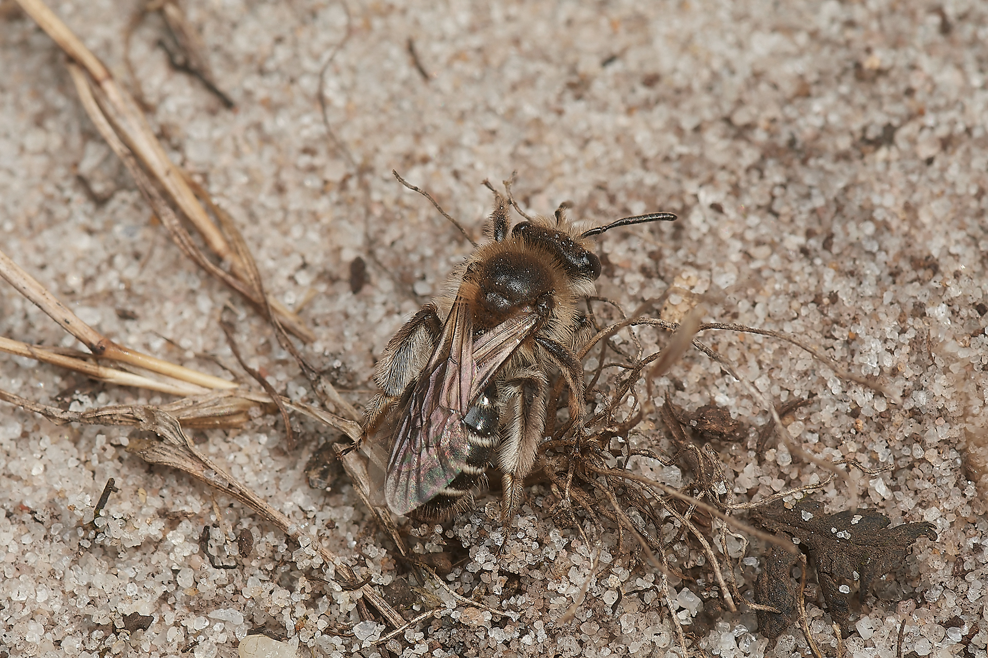 Small Sandpit Ming Bee (Andrena argentata) Roydon Common
